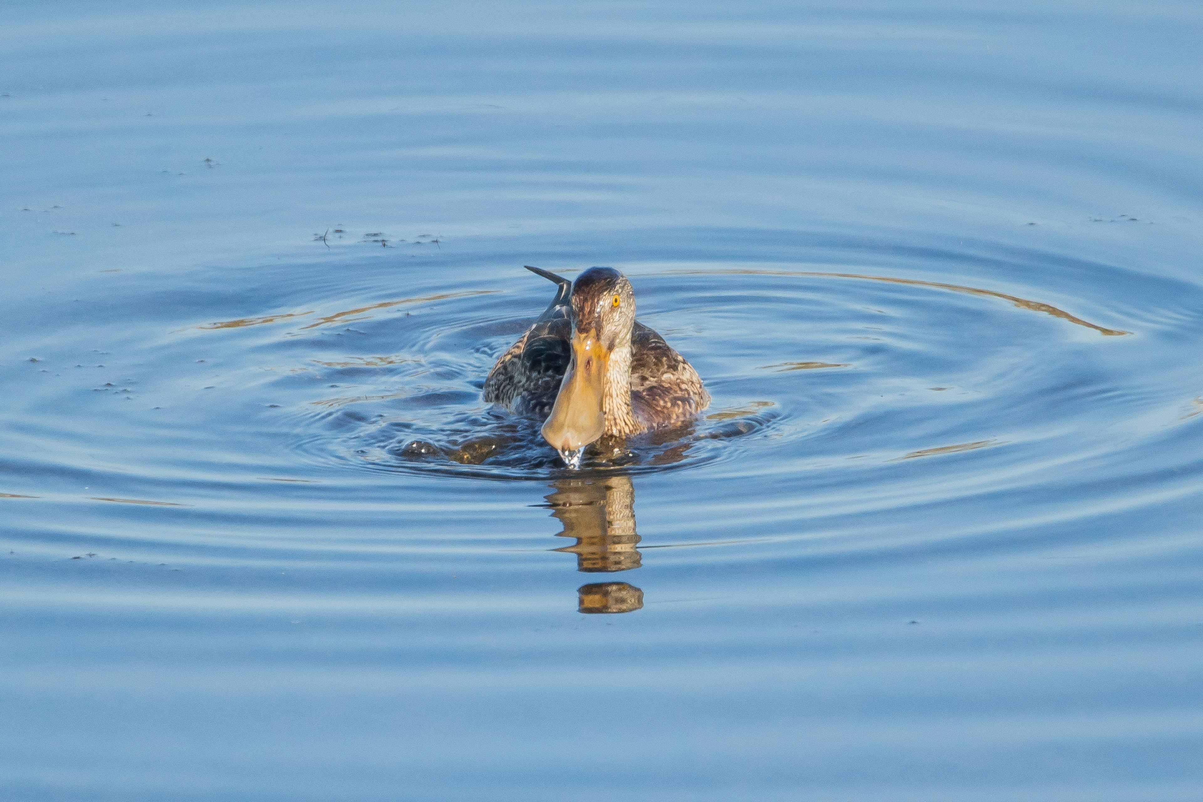 Oiseau nageant à la surface de l'eau avec des plumes brunes créant des ondulations