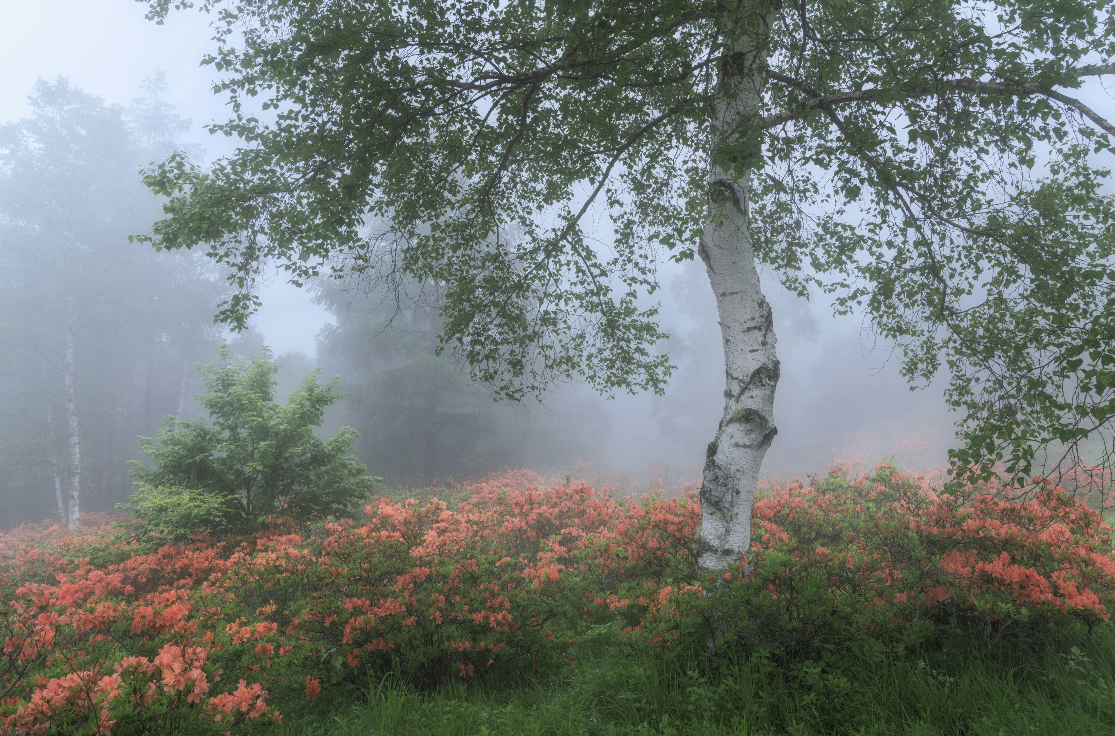 霧の中に立つ白樺の木とオレンジ色の花畑