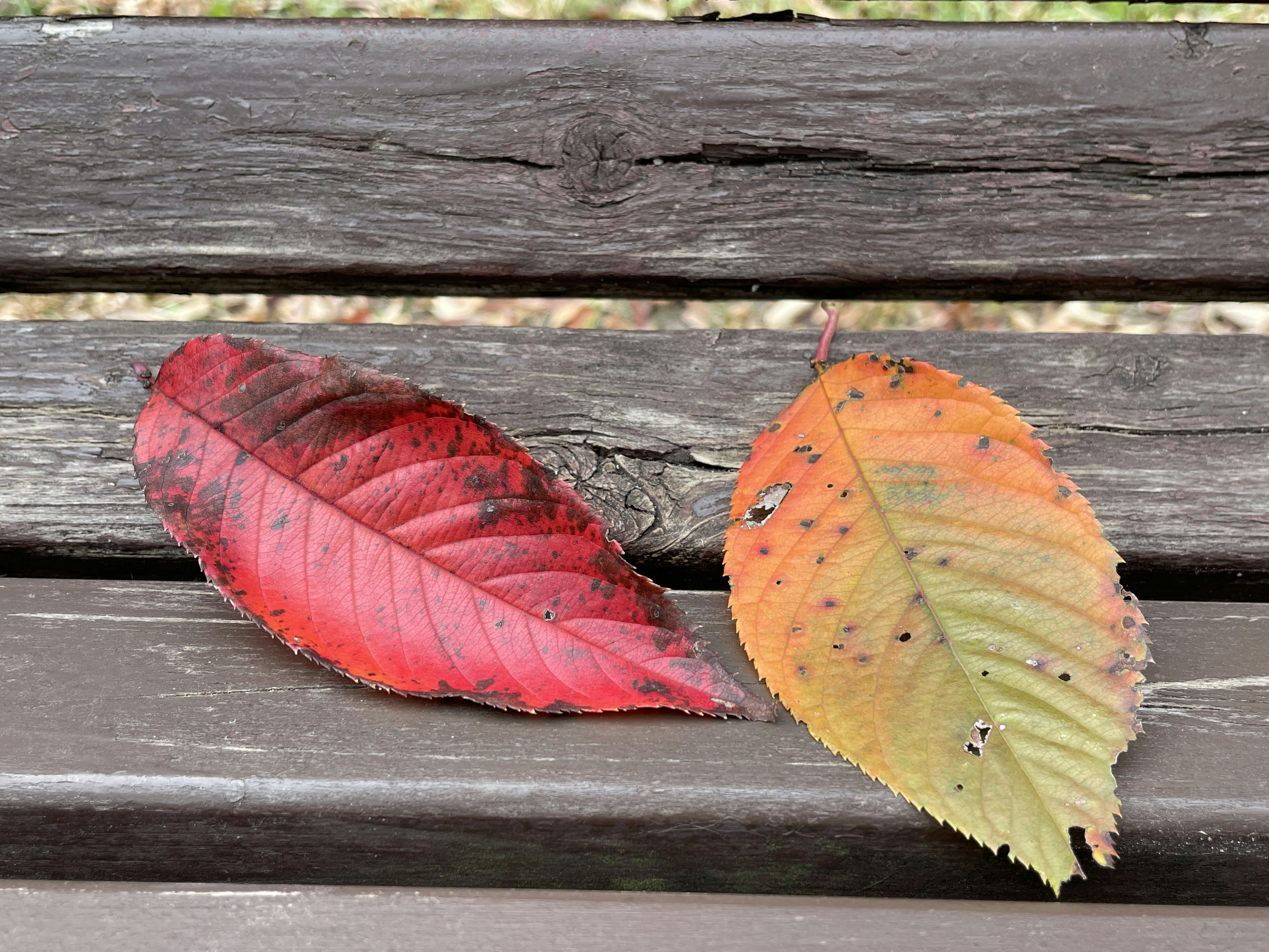 Red and orange autumn leaves resting on a wooden bench