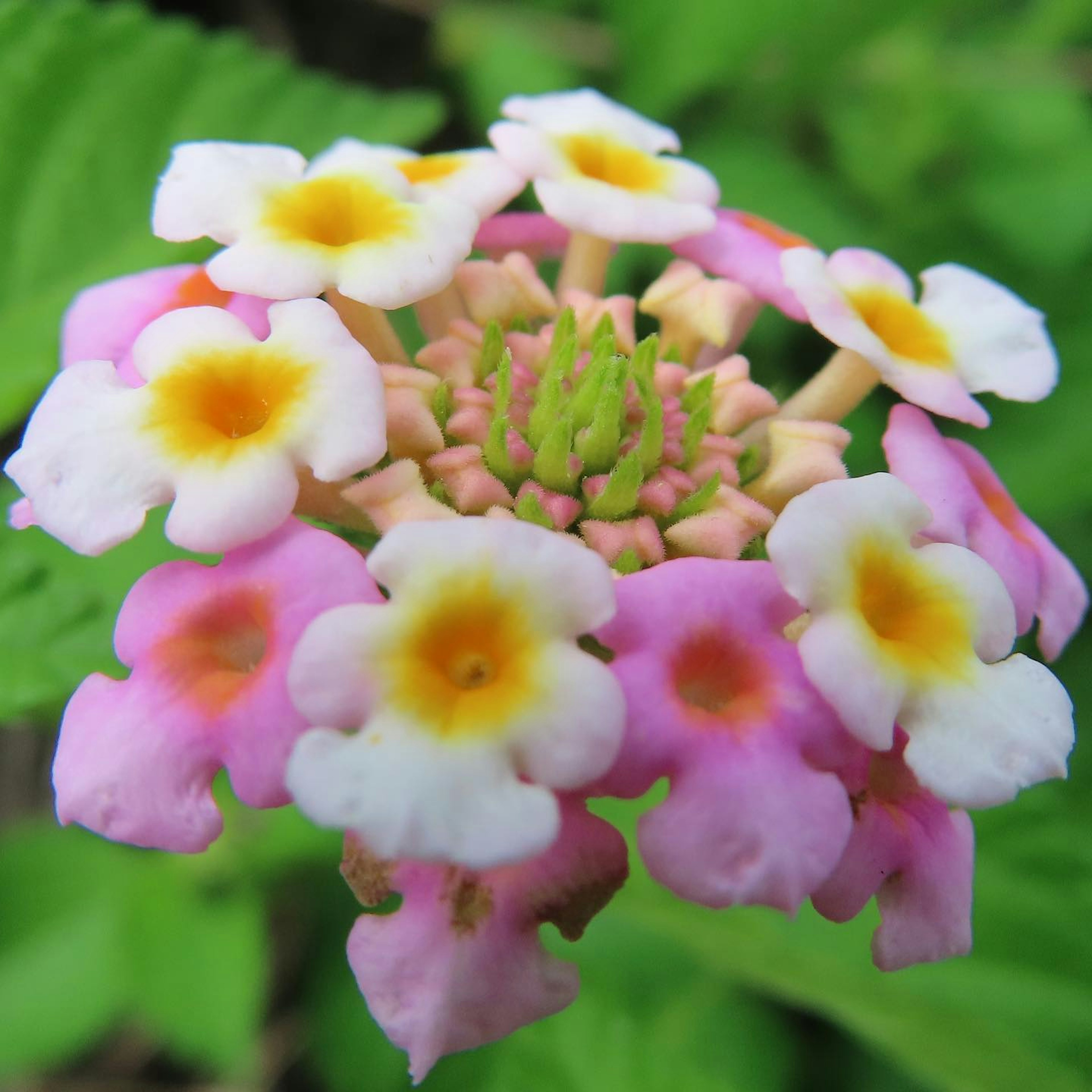 Acercamiento de flores de Lantana coloridas con pétalos rosas y blancos