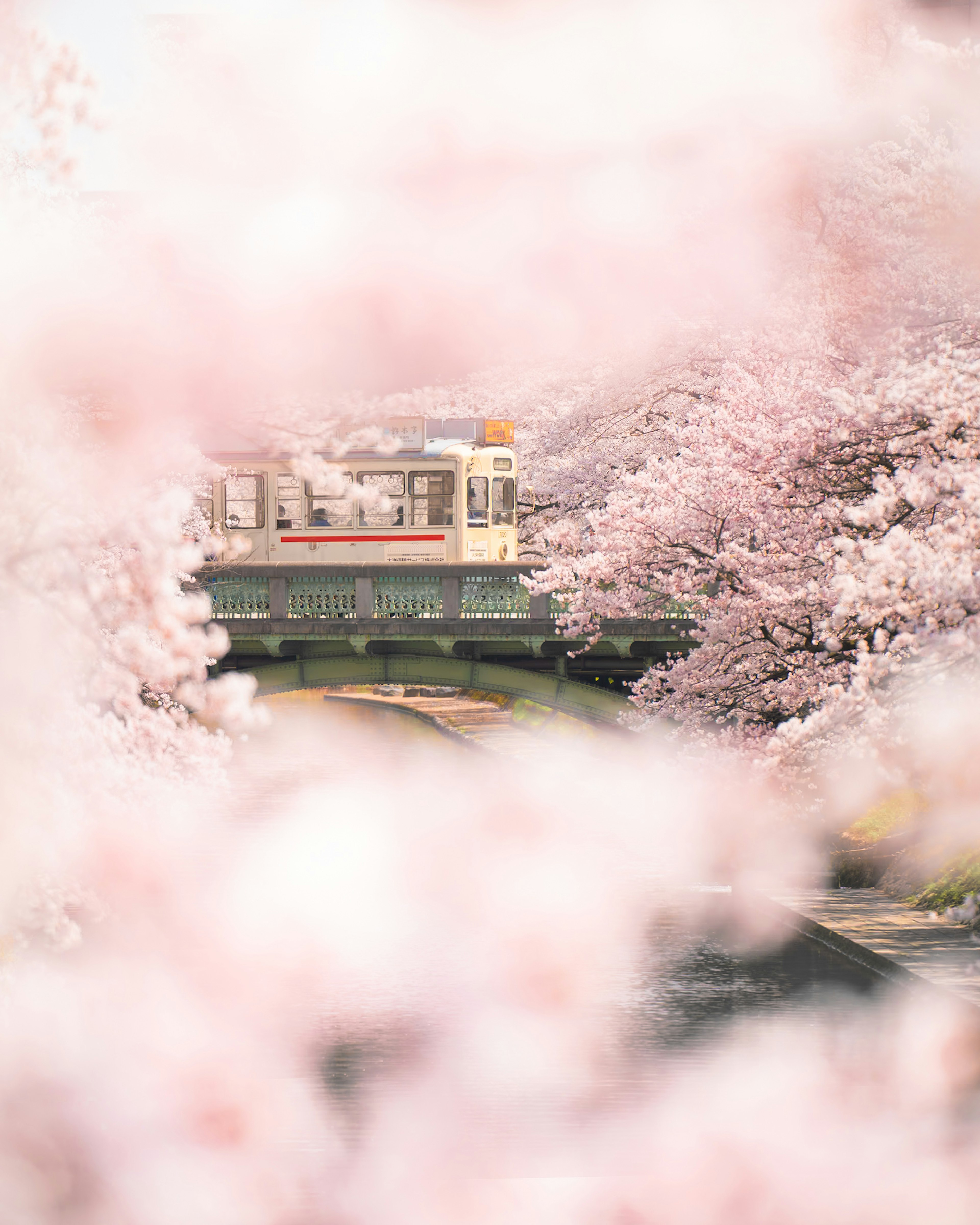 桜の花に囲まれた川と橋の風景