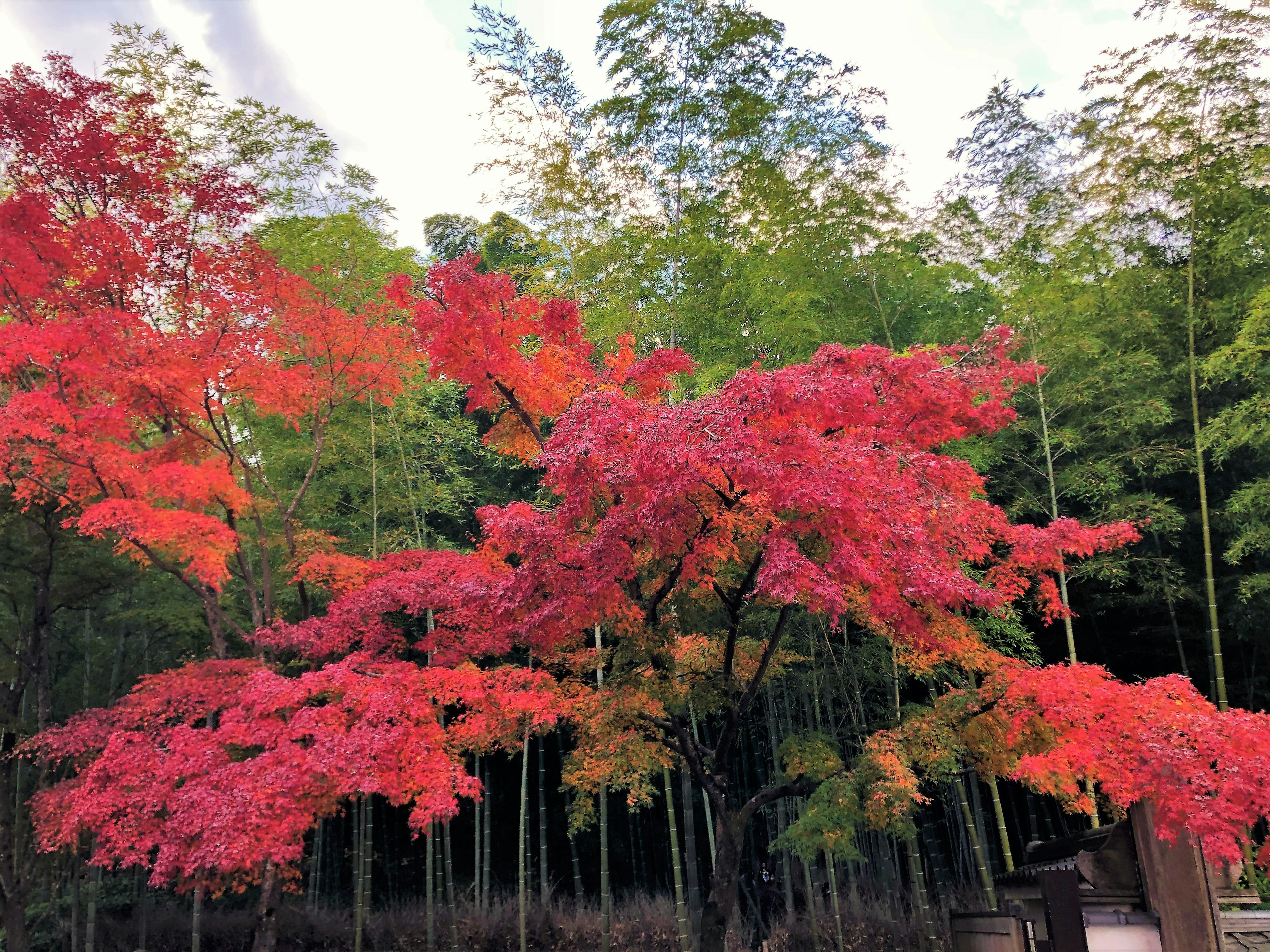 秋の紅葉と緑の竹が共存する美しい風景