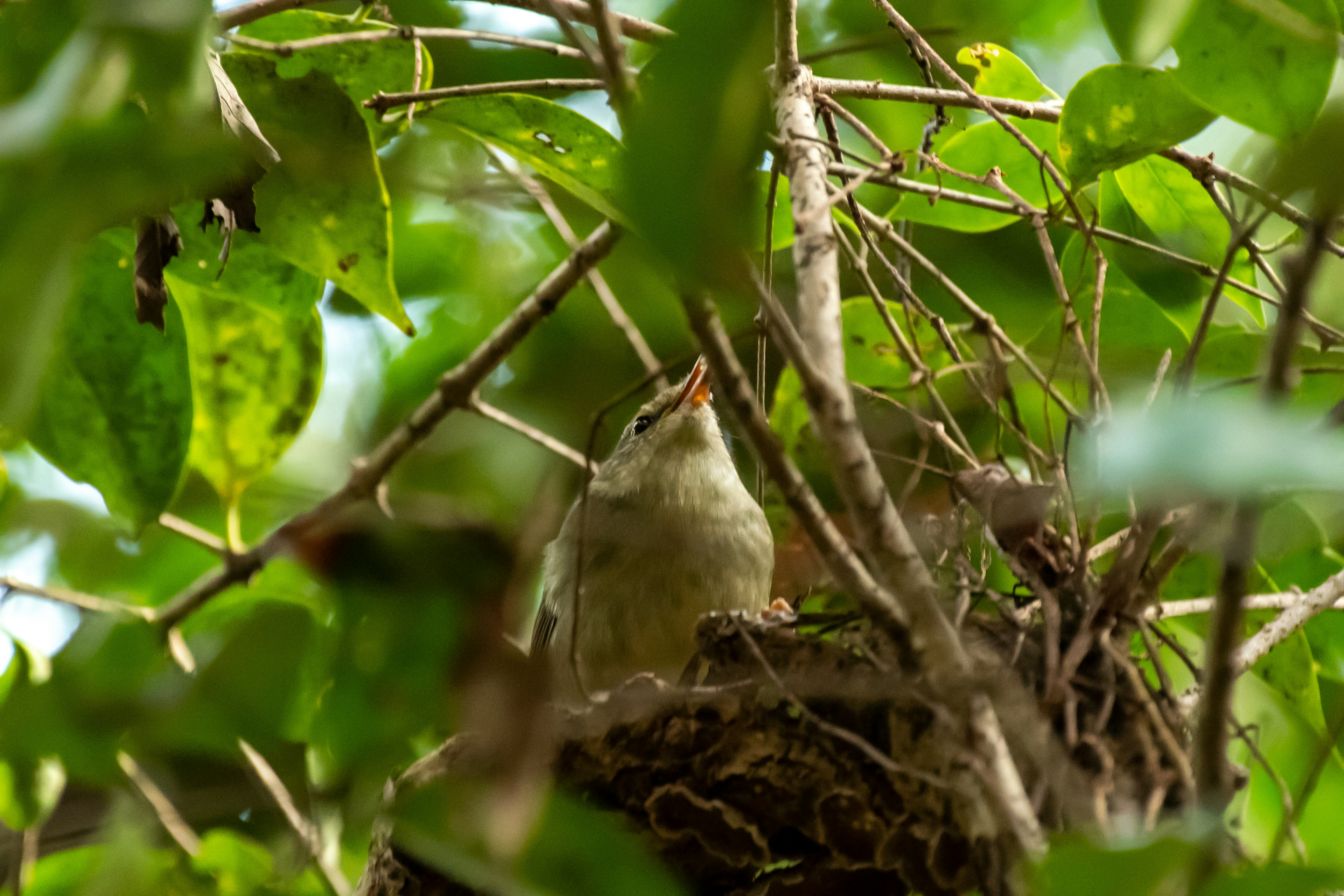 Ein kleiner Vogel in einem Nest umgeben von grünen Blättern