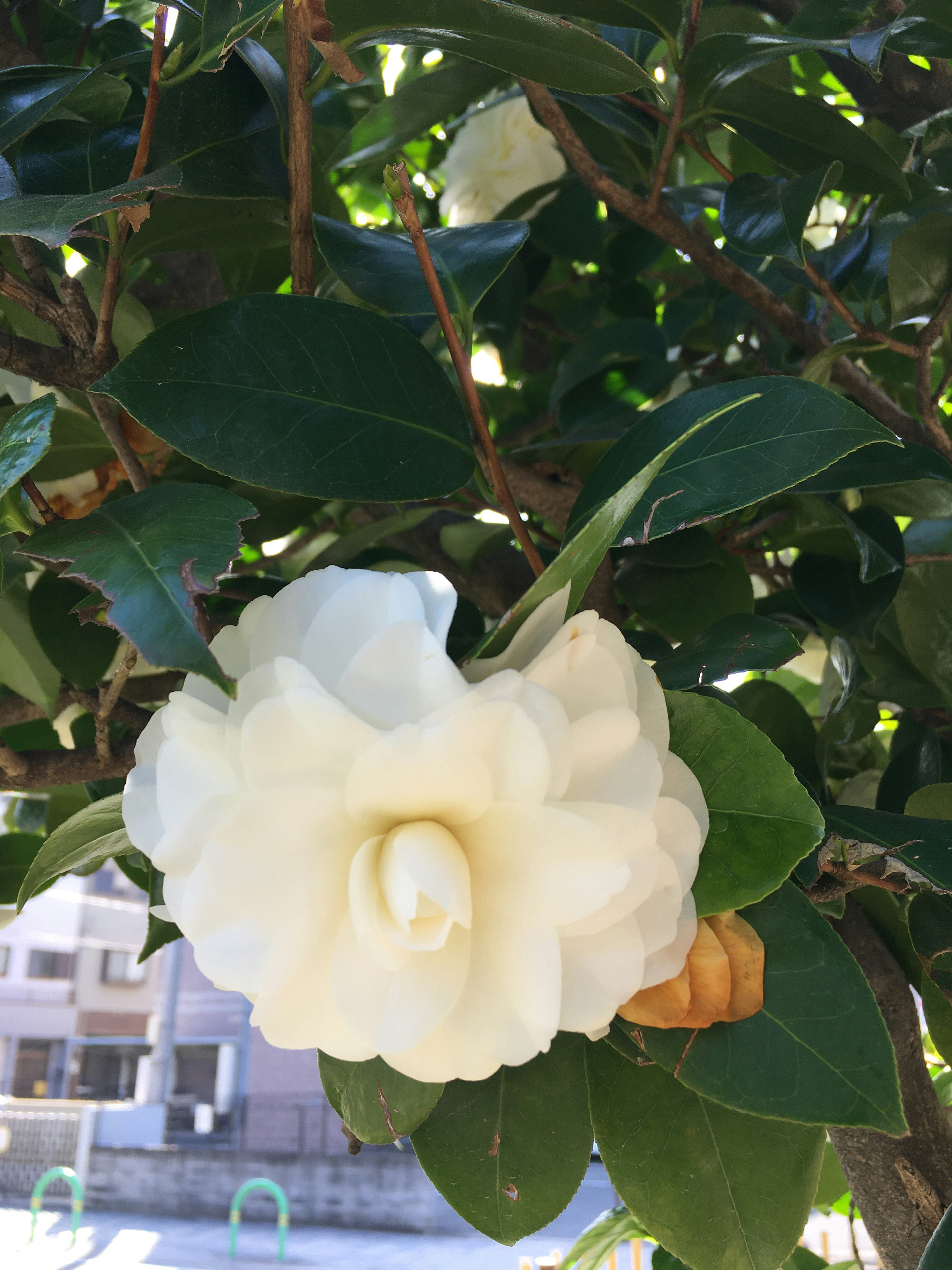 A white flower blooming amidst green leaves