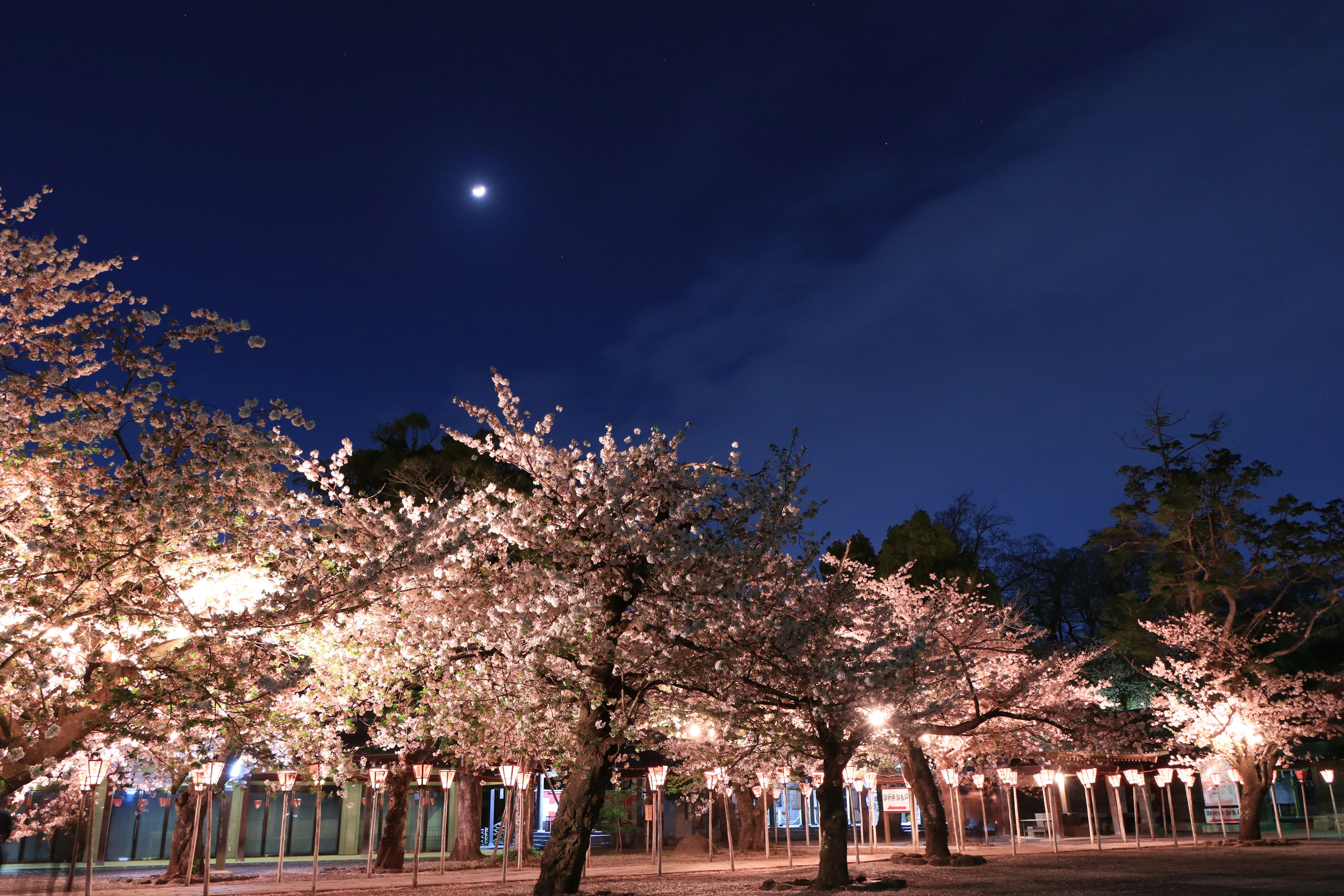 Hermosa escena de parque con cerezos en flor bajo un cielo iluminado por la luna