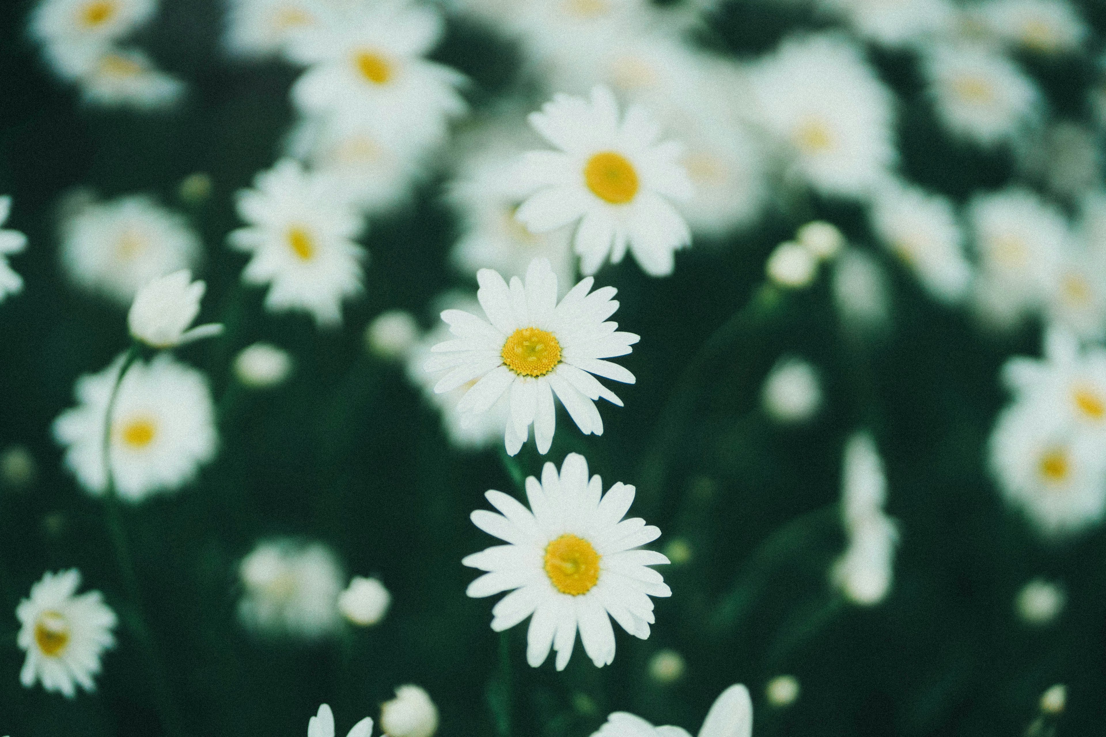 Lapangan bunga daisy putih dengan pusat kuning di latar belakang hijau