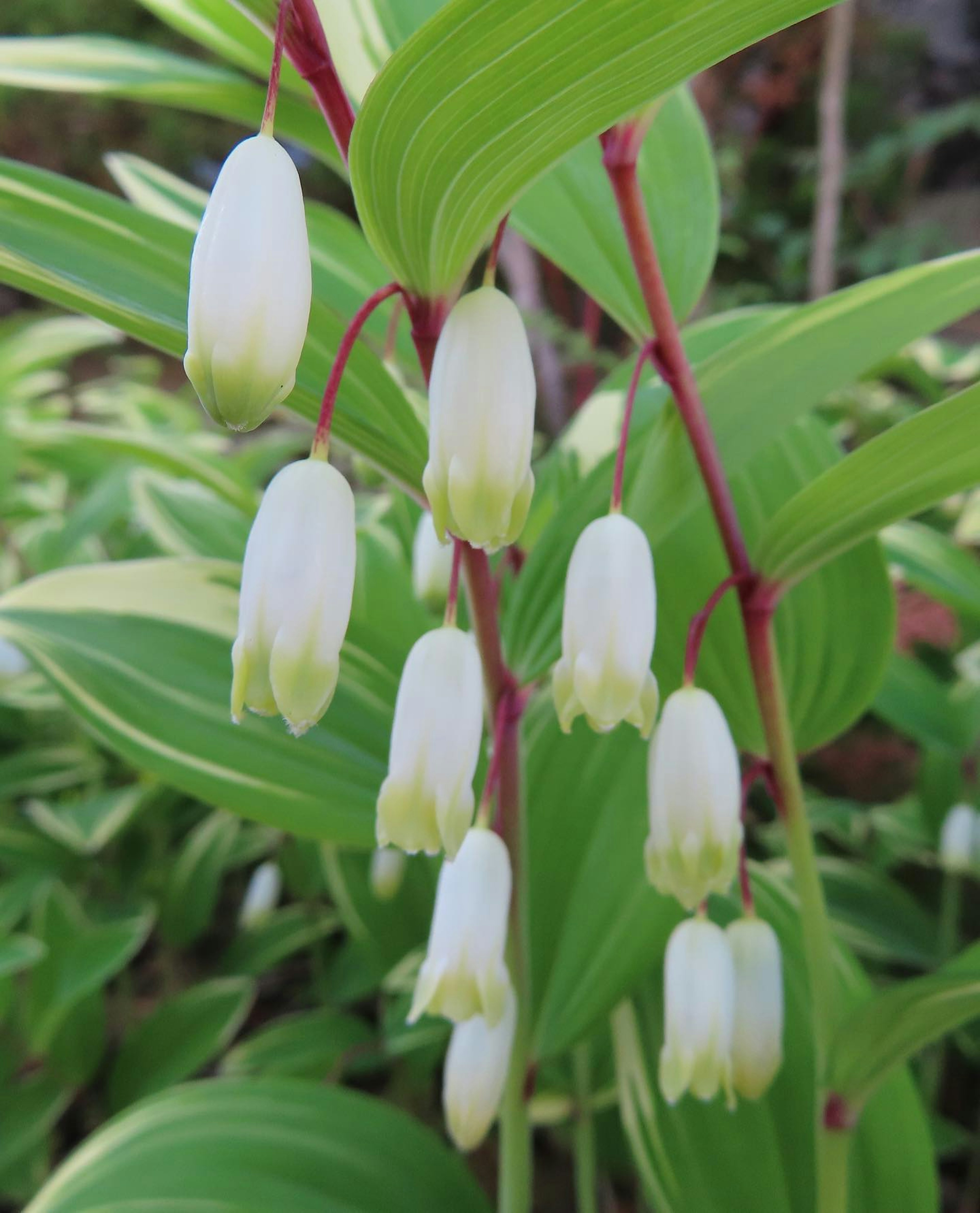 Primo piano di una pianta con fiori bianchi circondata da foglie verdi