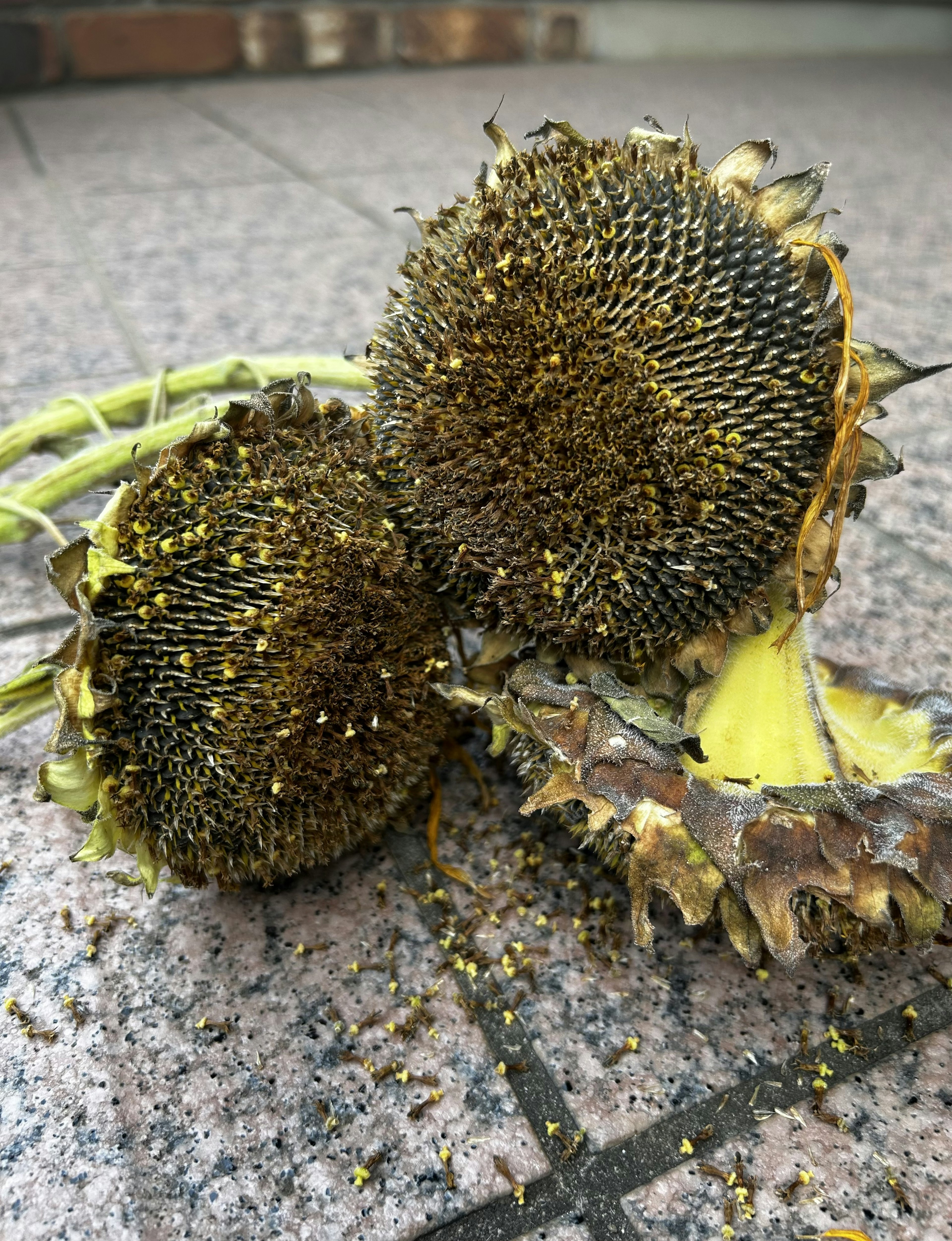 Two sunflower heads lying on the ground