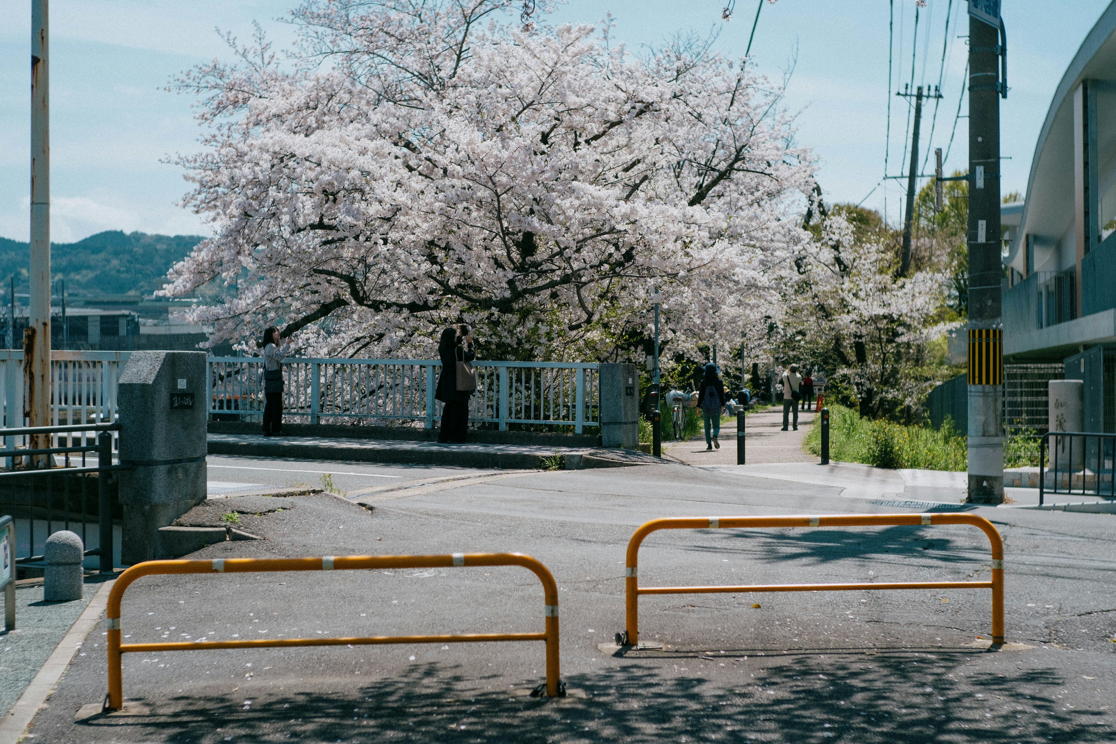 Vista escénica de un árbol de cerezo junto a una carretera con barreras