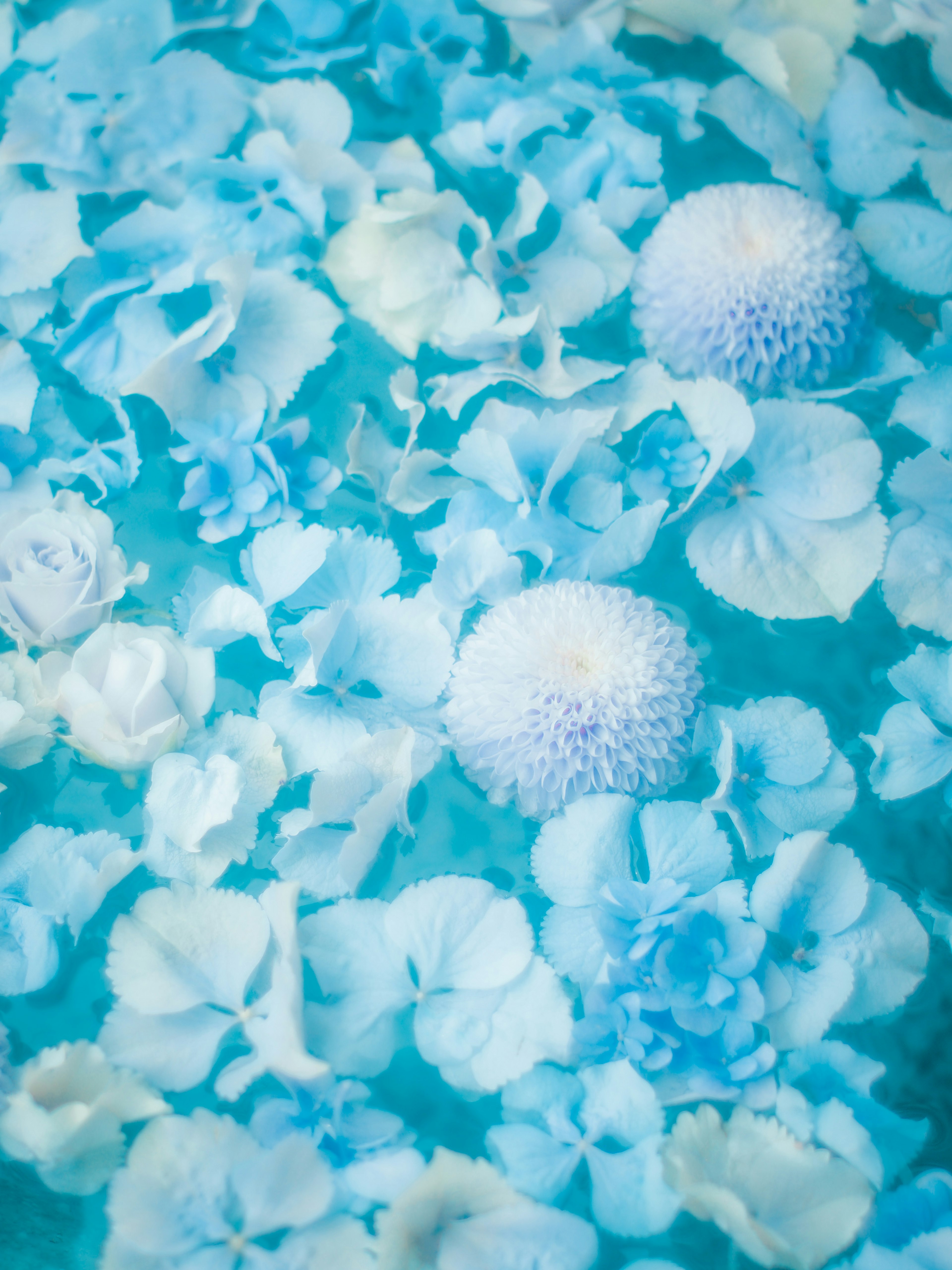 Scène magnifique de pétales bleus et de fleurs blanches flottant sur l'eau