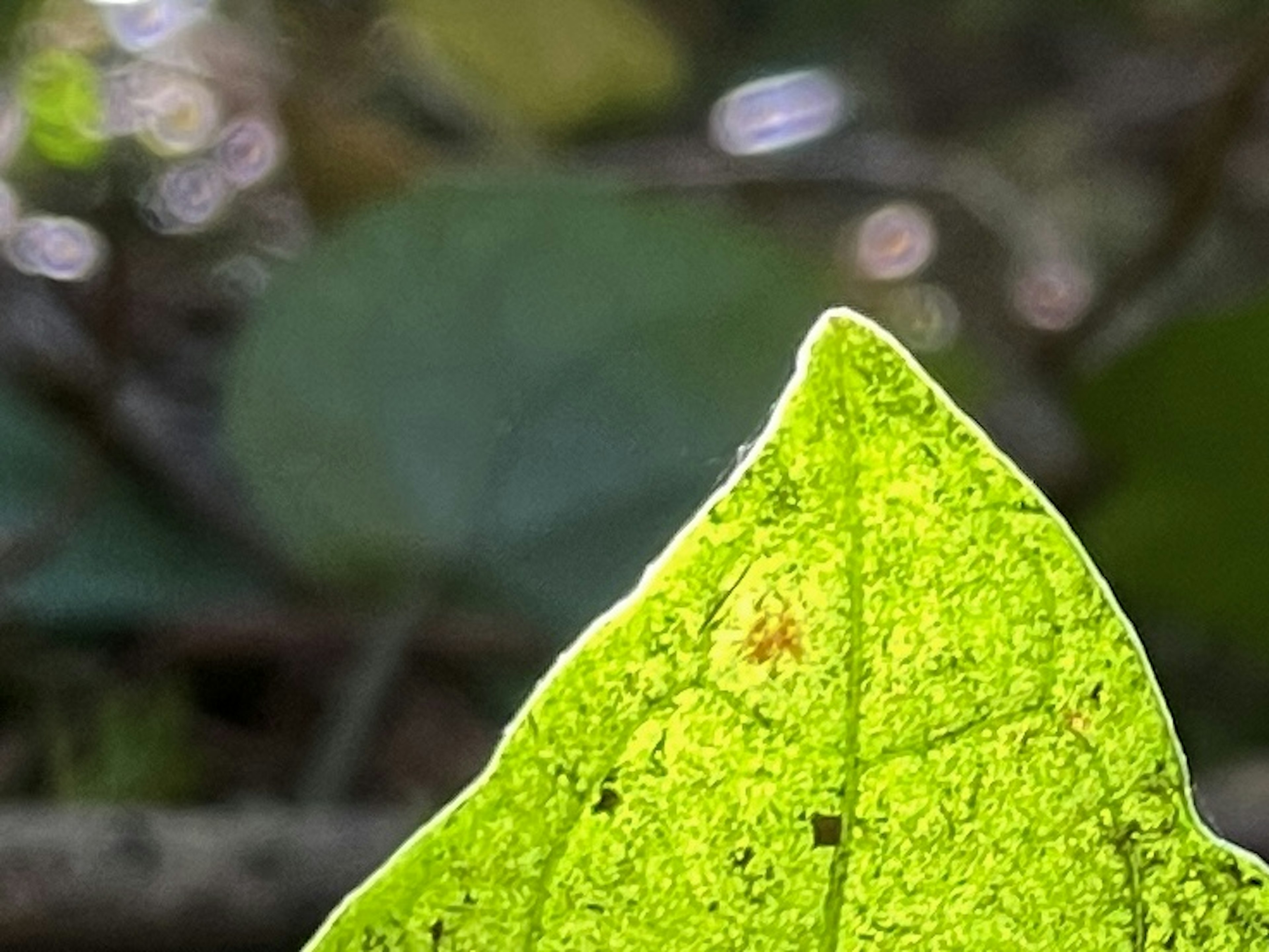 Close-up of a green leaf tip illuminated by sunlight