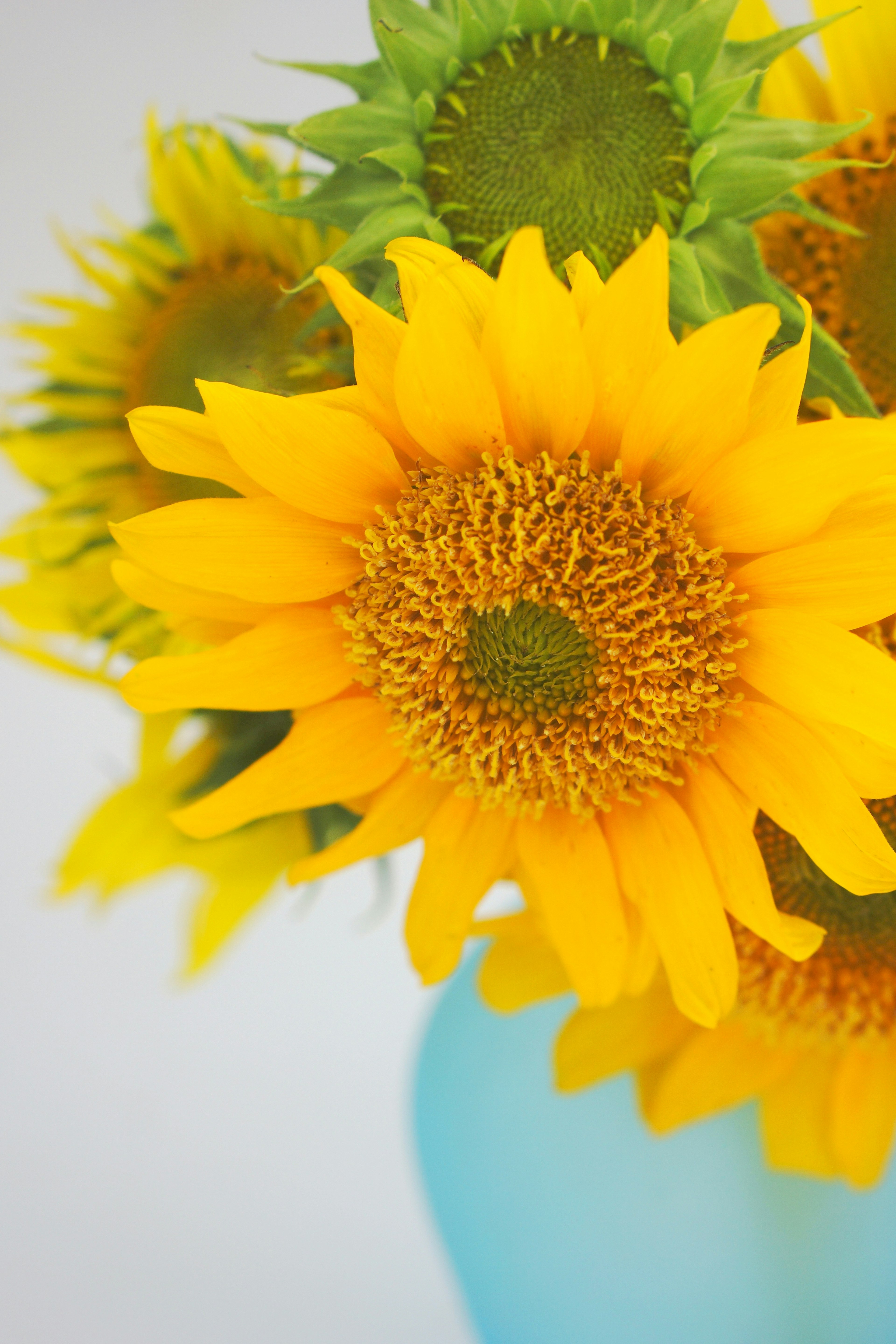 Helle gelbe Sonnenblumen in einer blauen Vase angeordnet