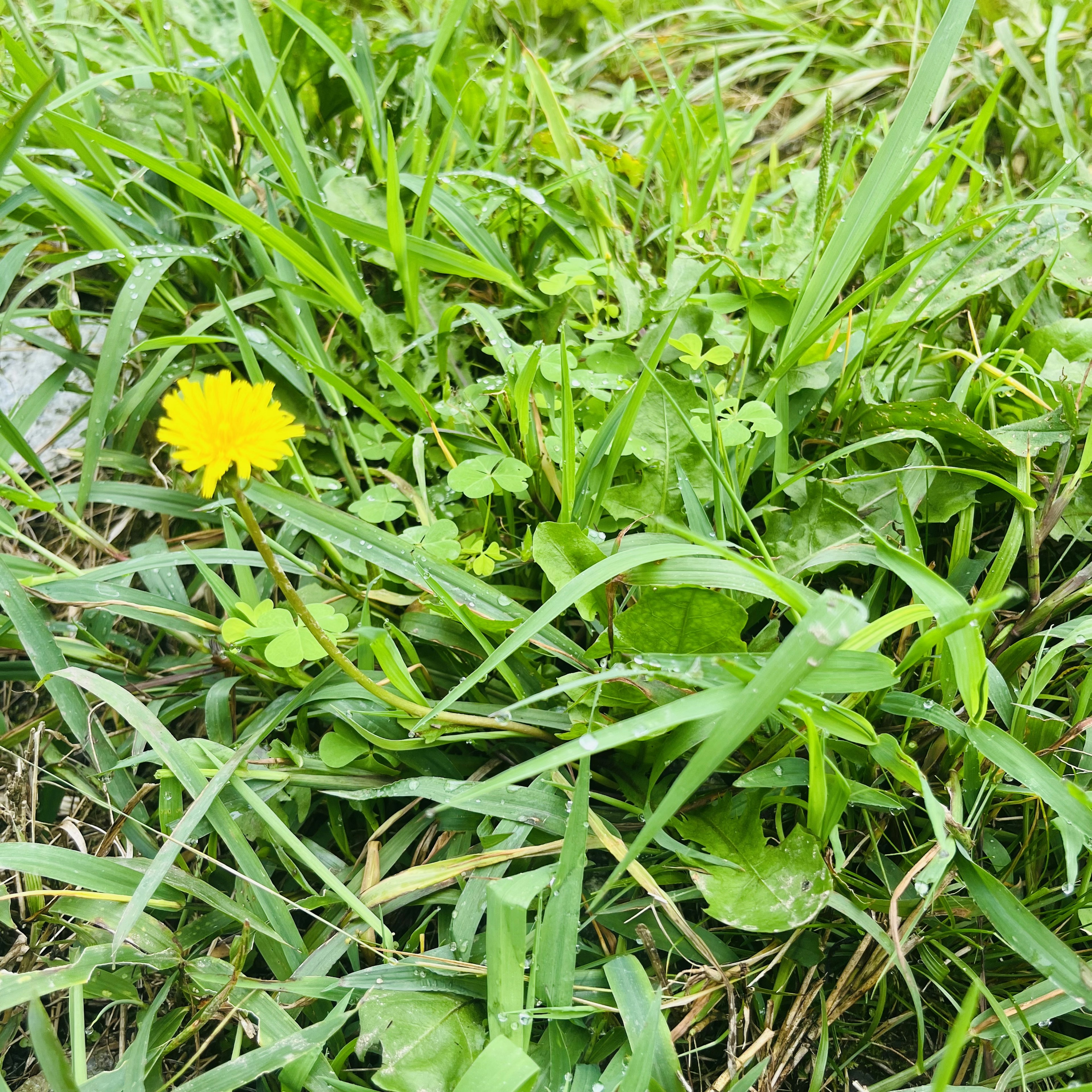 緑の草の中に咲く黄色いタンポポの花