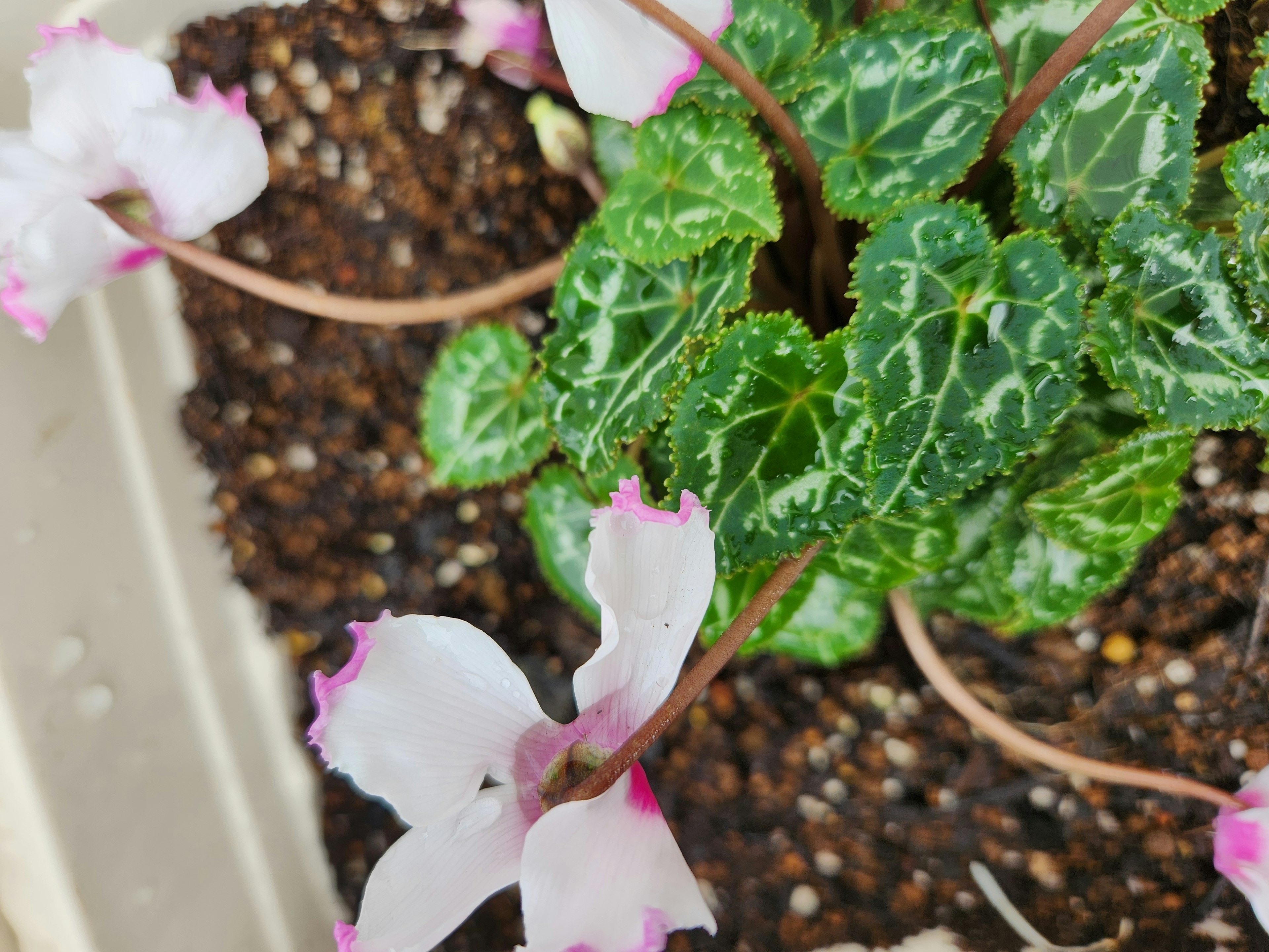 緑の葉とピンクの縁取りの白い花を持つシクラメンの植物