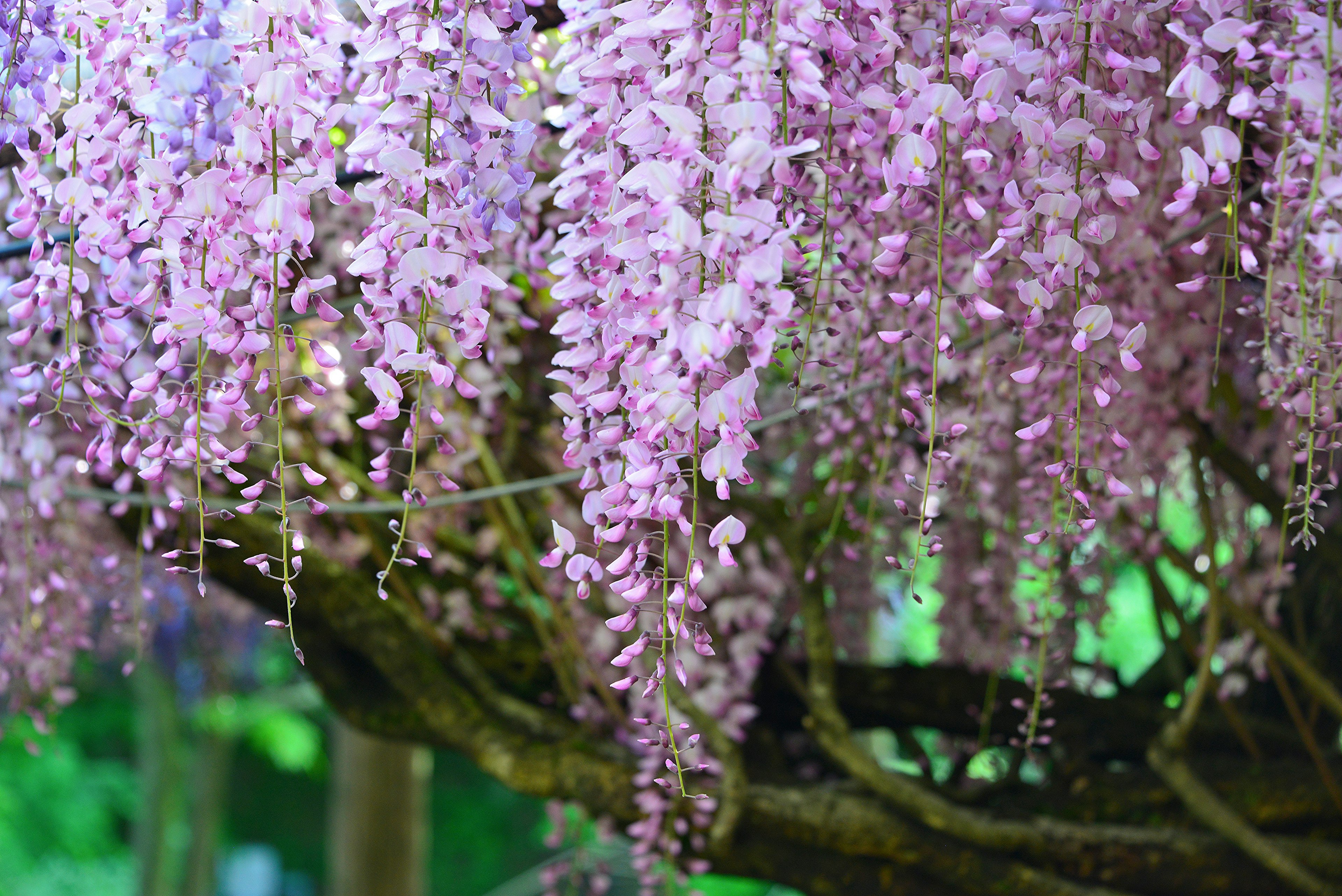 紫色の花が垂れ下がる藤の木のクローズアップ