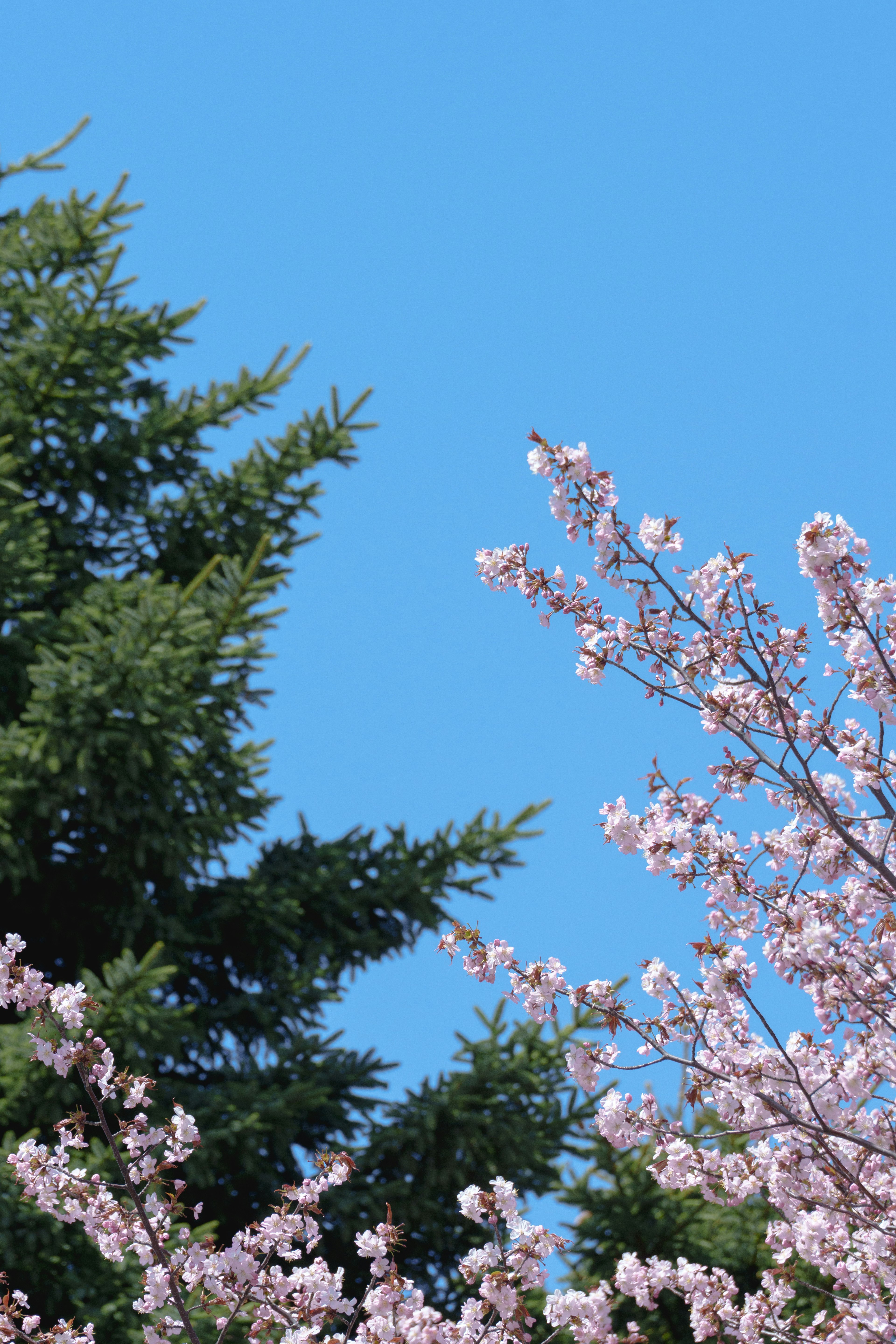 Flores de cerezo y árbol de coníferas verdes contra el cielo azul