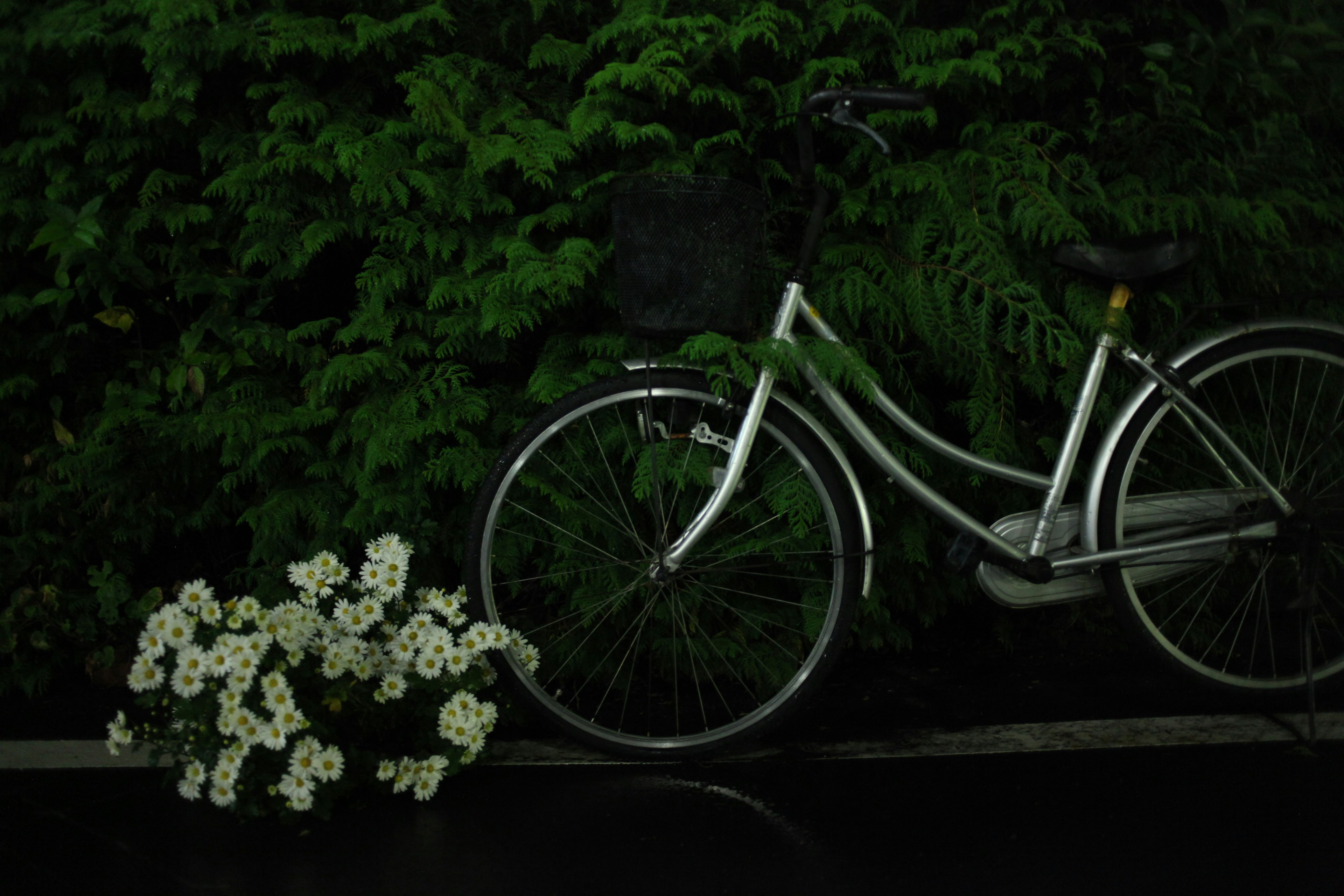 Un vélo blanc adossé à un fond vert luxuriant avec des fleurs blanches à proximité