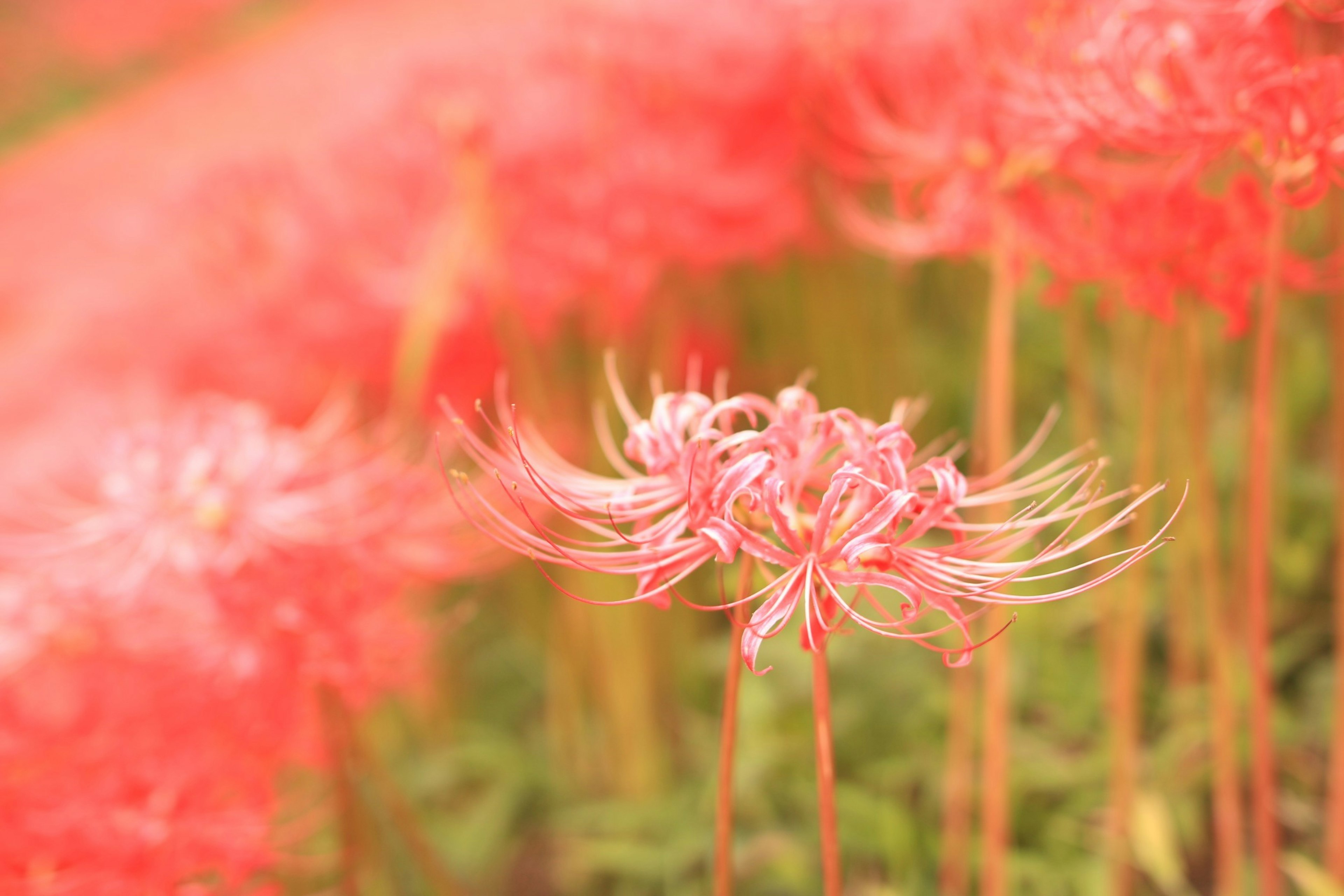 A landscape of red flowers with a prominent flower featuring long petals in the foreground