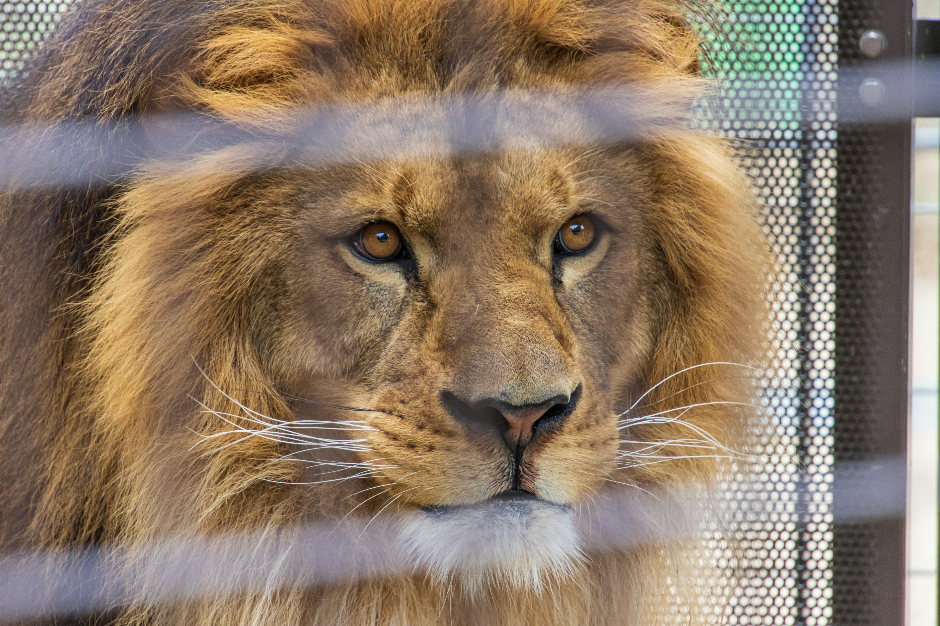 Close-up image of a lion showcasing sharp eyes and a thick mane