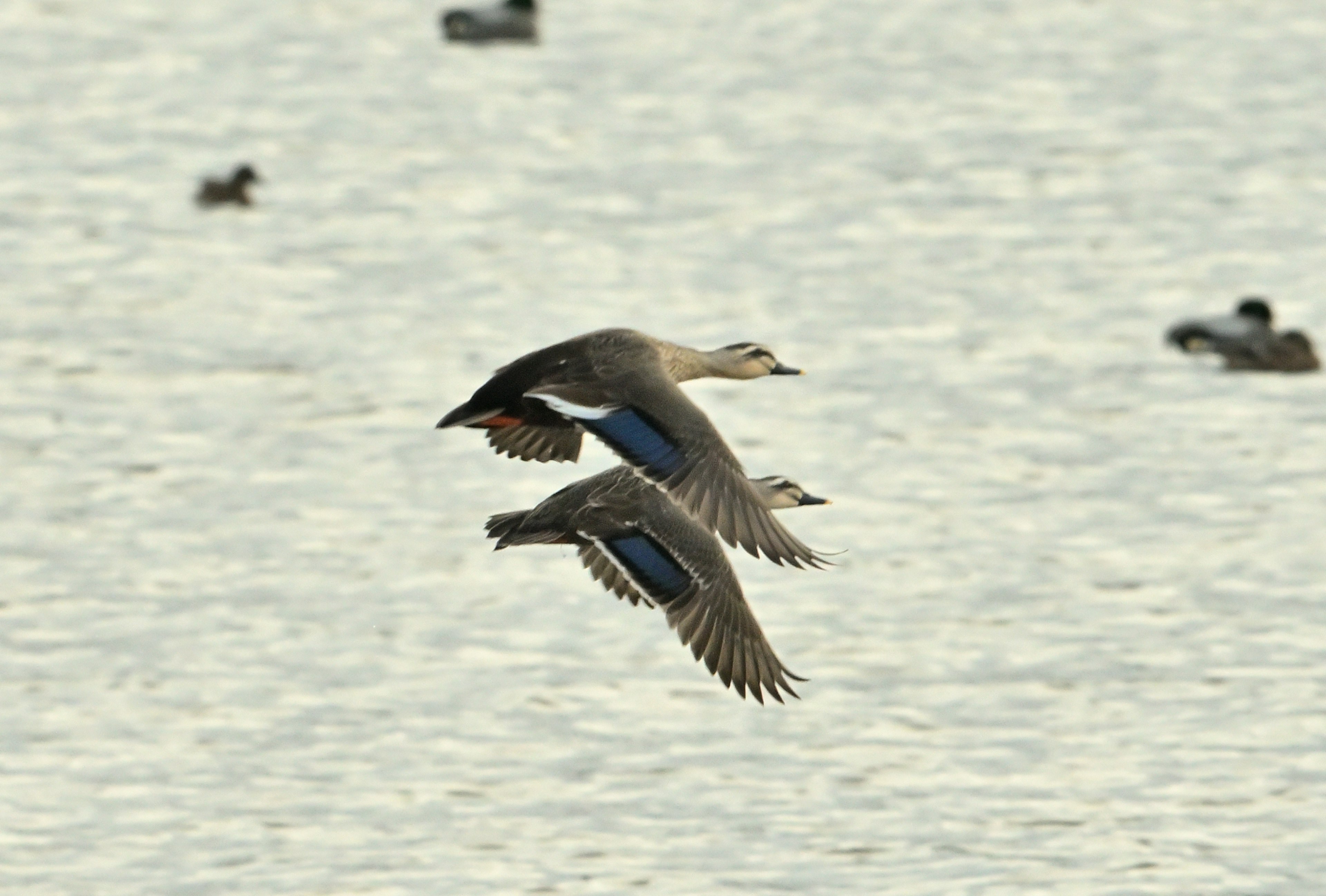 Zwei Vögel fliegen über die Wasseroberfläche