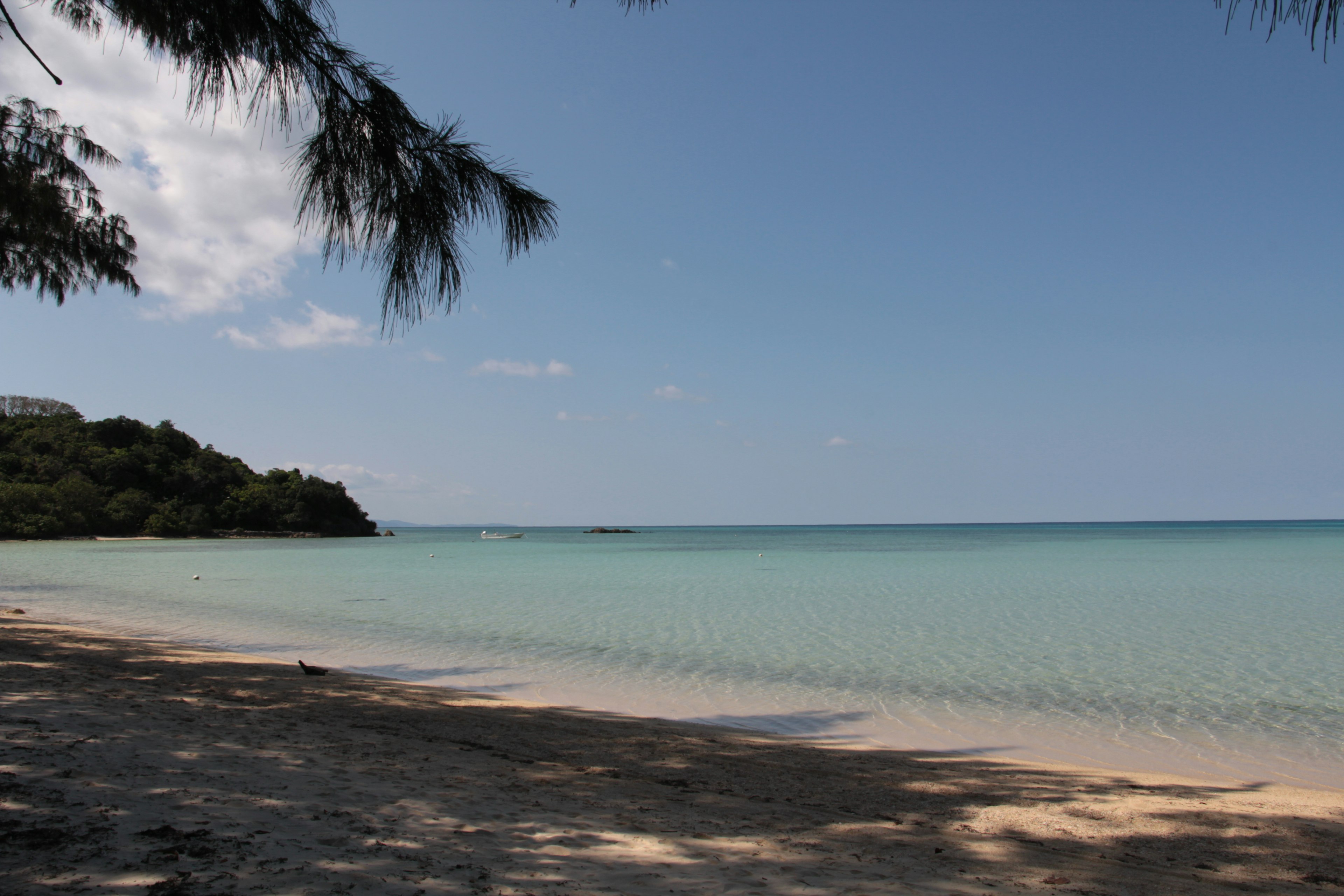 Calm beach scene with turquoise water and clear blue sky surrounded by green trees