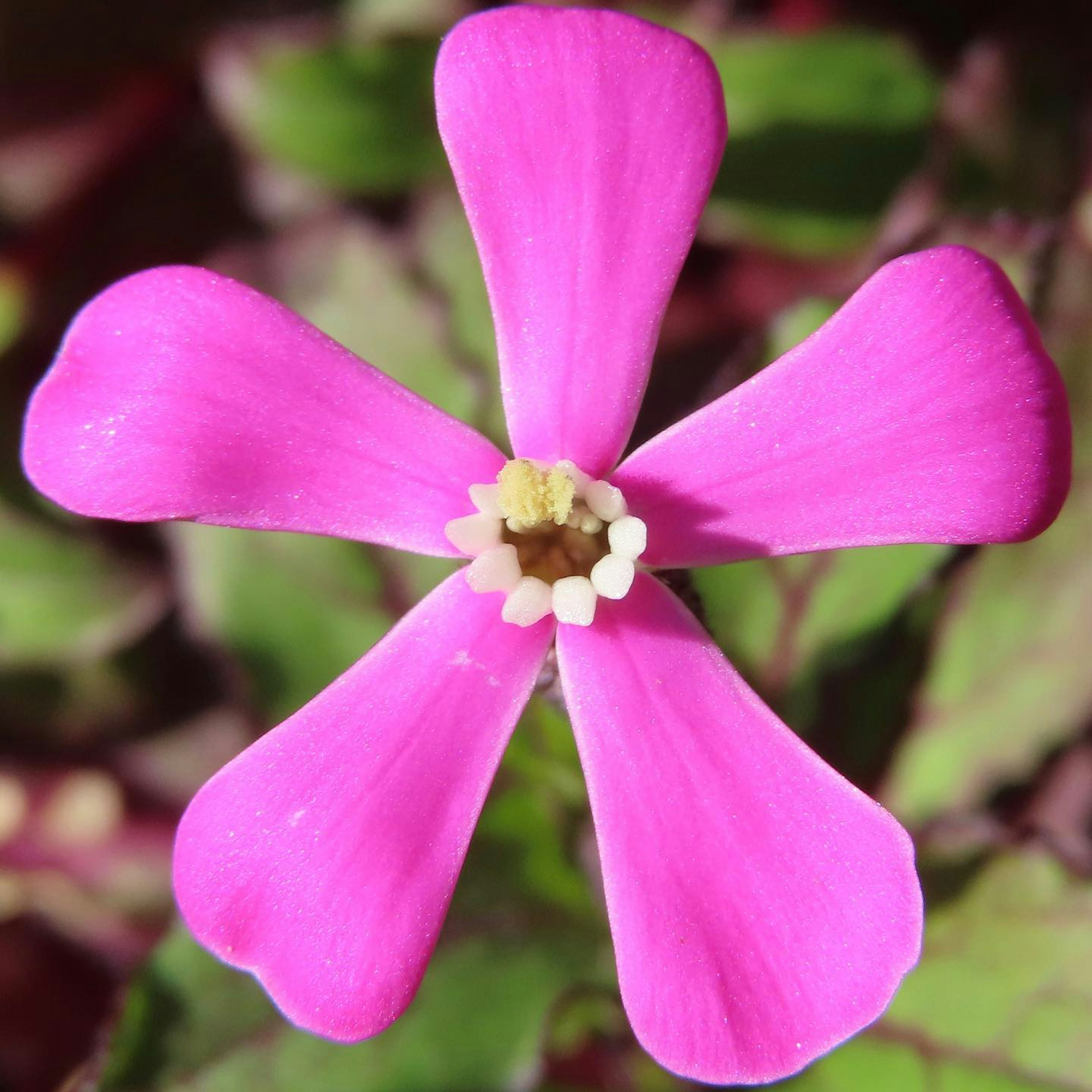 鮮やかなピンクの花が緑の葉の間に咲いている