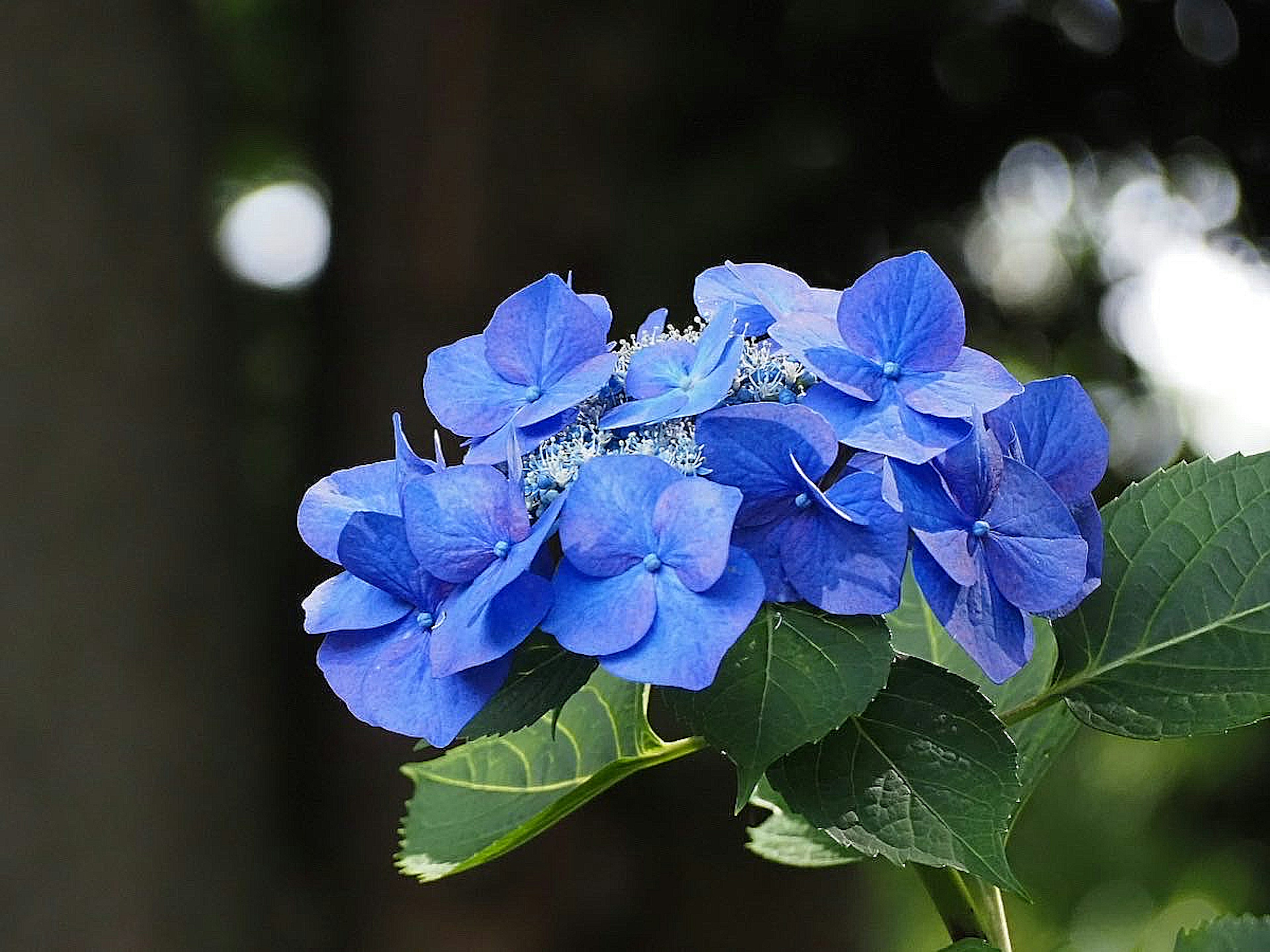 蓝色绣球花在绿色叶子间盛开