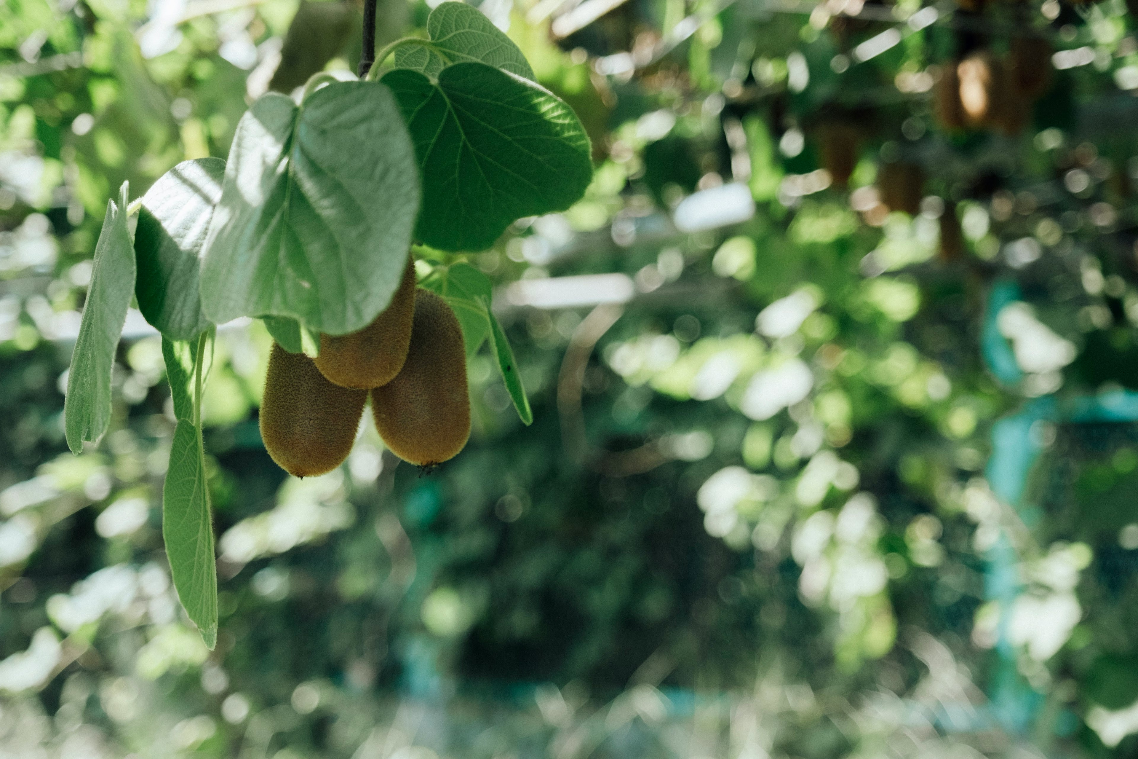 Buah kiwi tergantung dari pohon dengan daun hijau