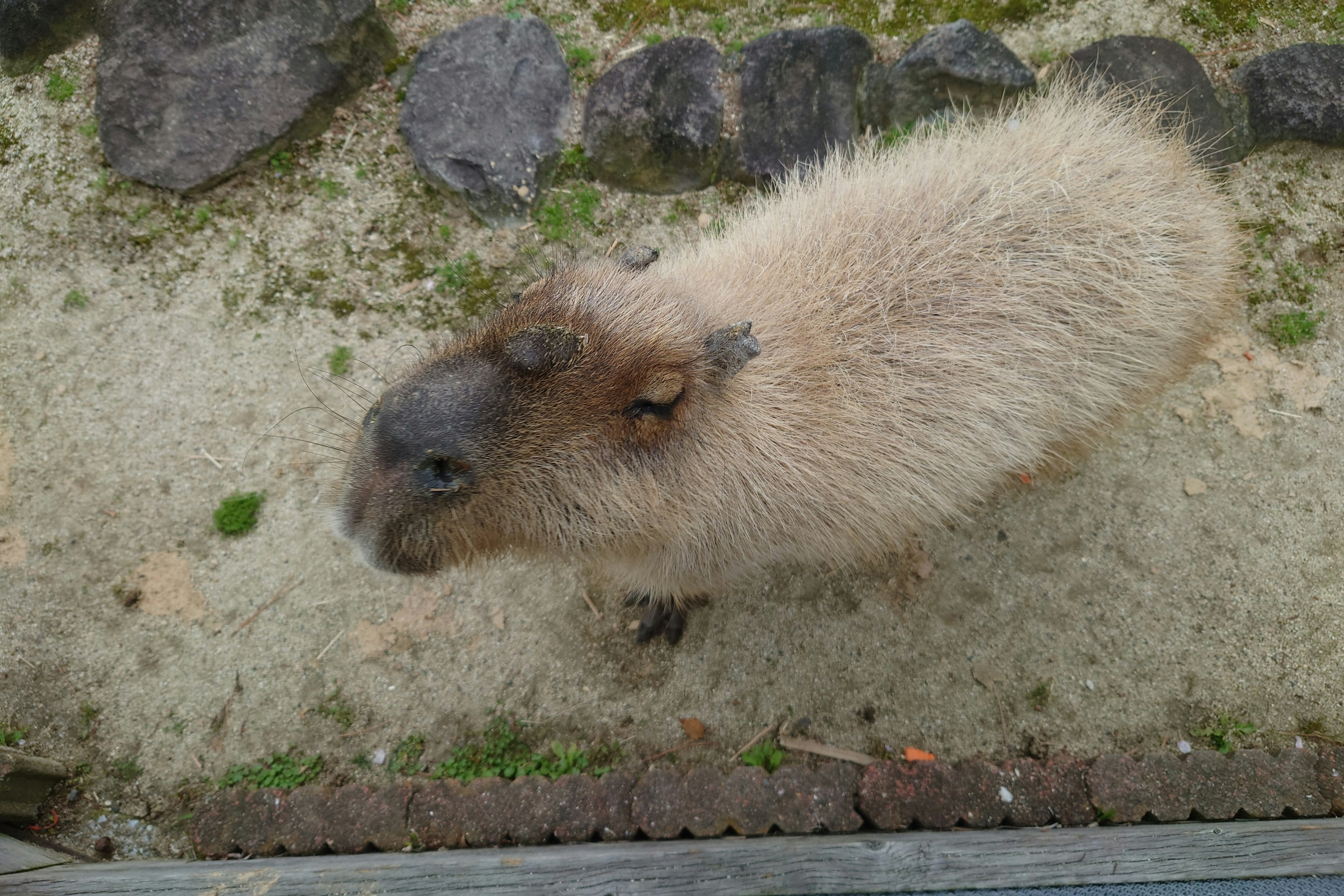 Vista dall'alto di un capibara con pelo soffice