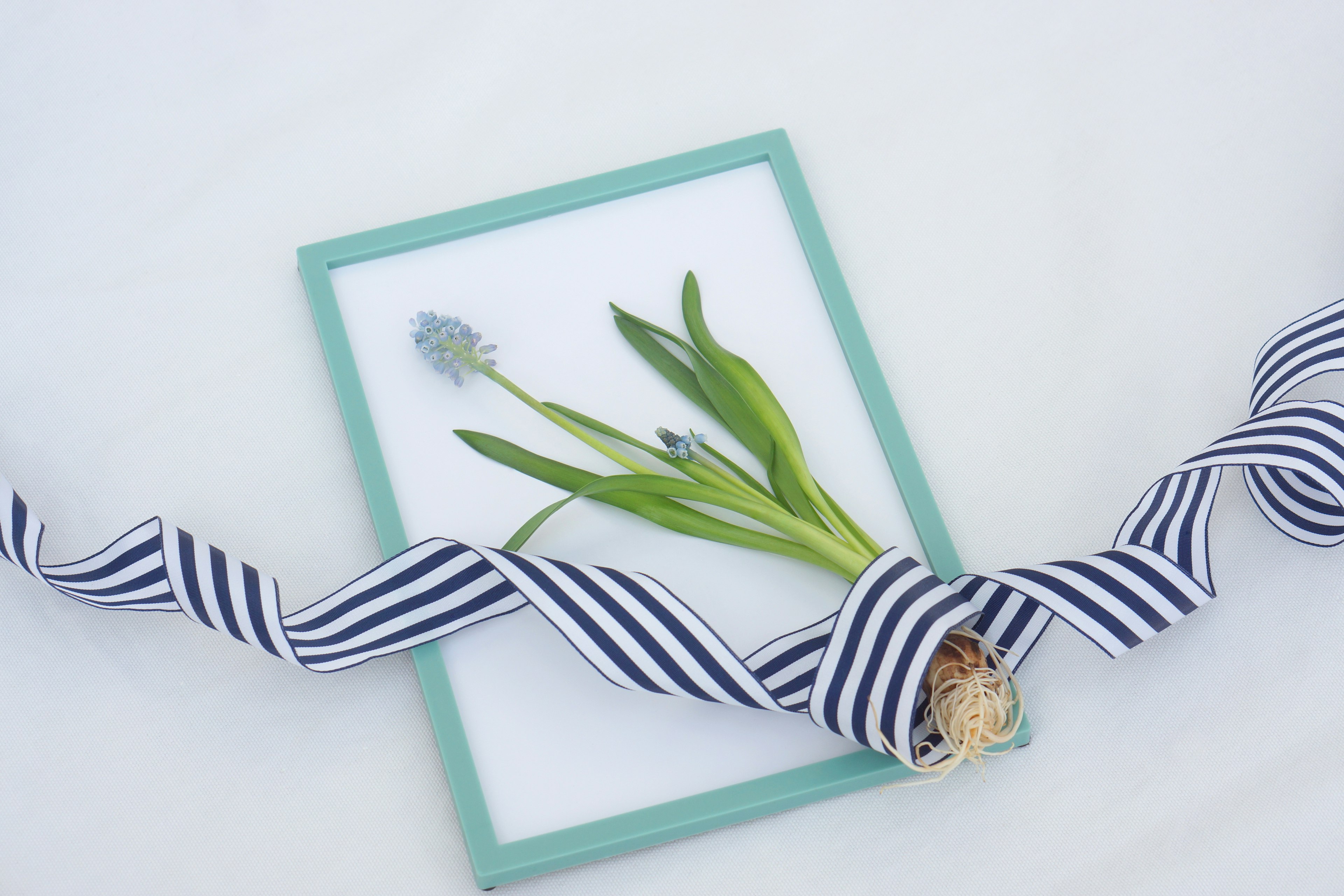 Una flor enmarcada con una cinta azul sobre un fondo blanco