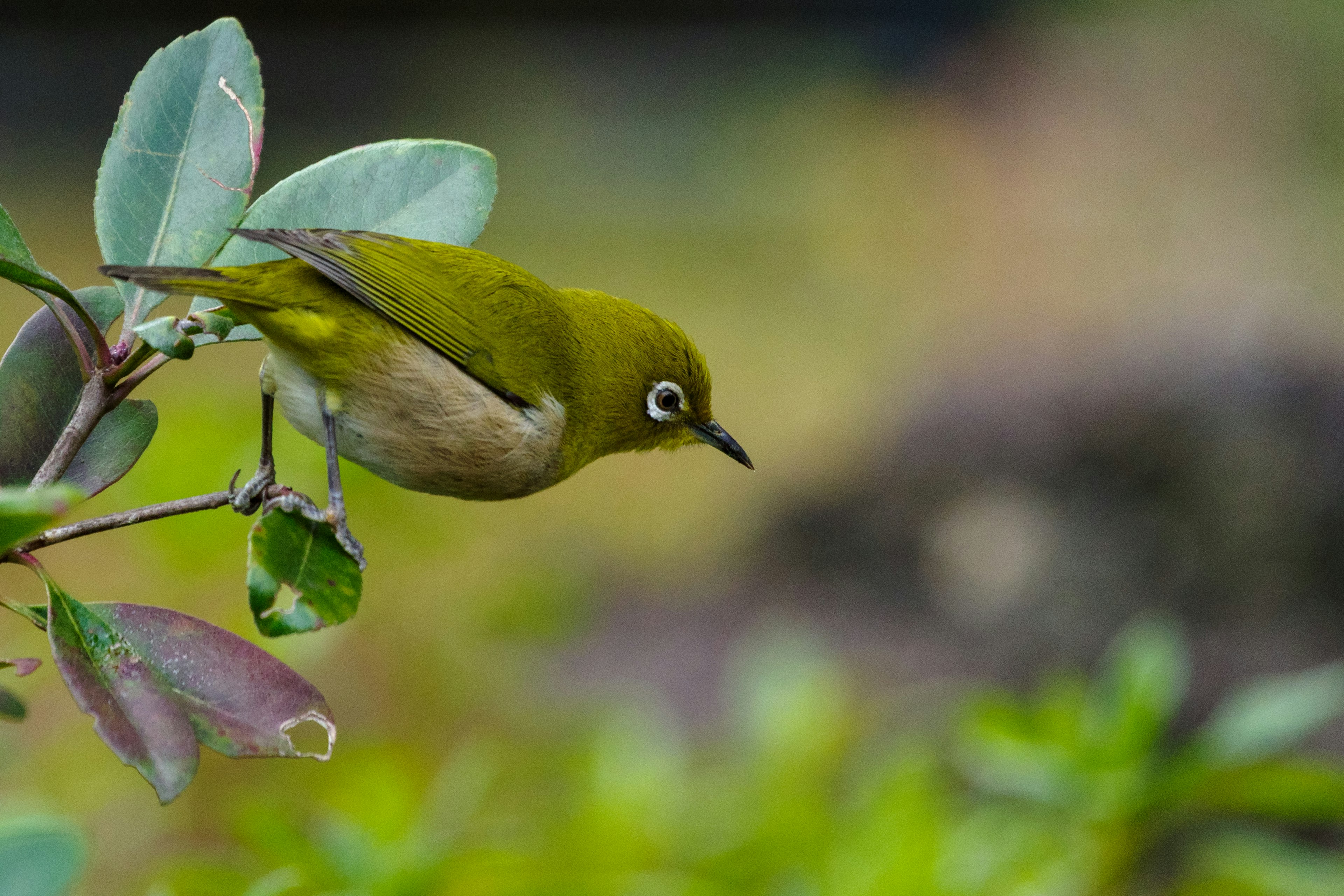 Ein kleiner grüner Vogel, der auf einem Ast sitzt