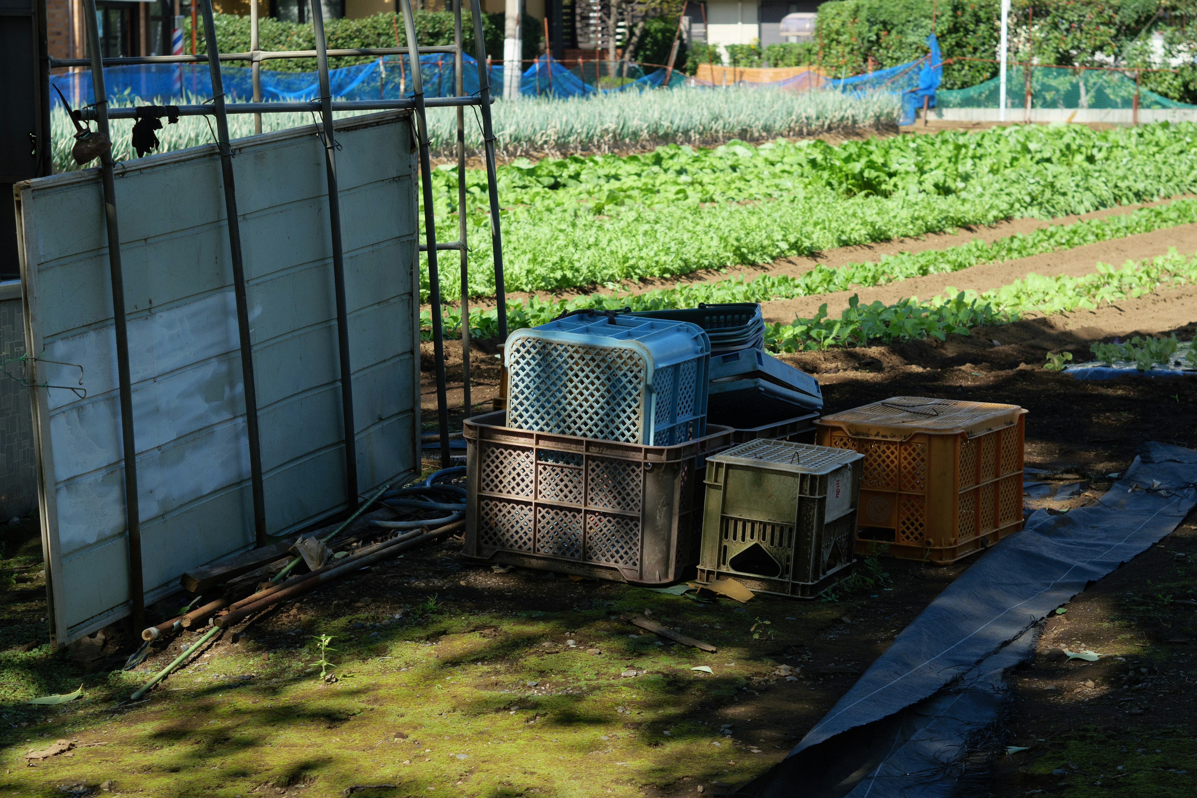 Contenedores y campo de verduras en un área de trabajo agrícola