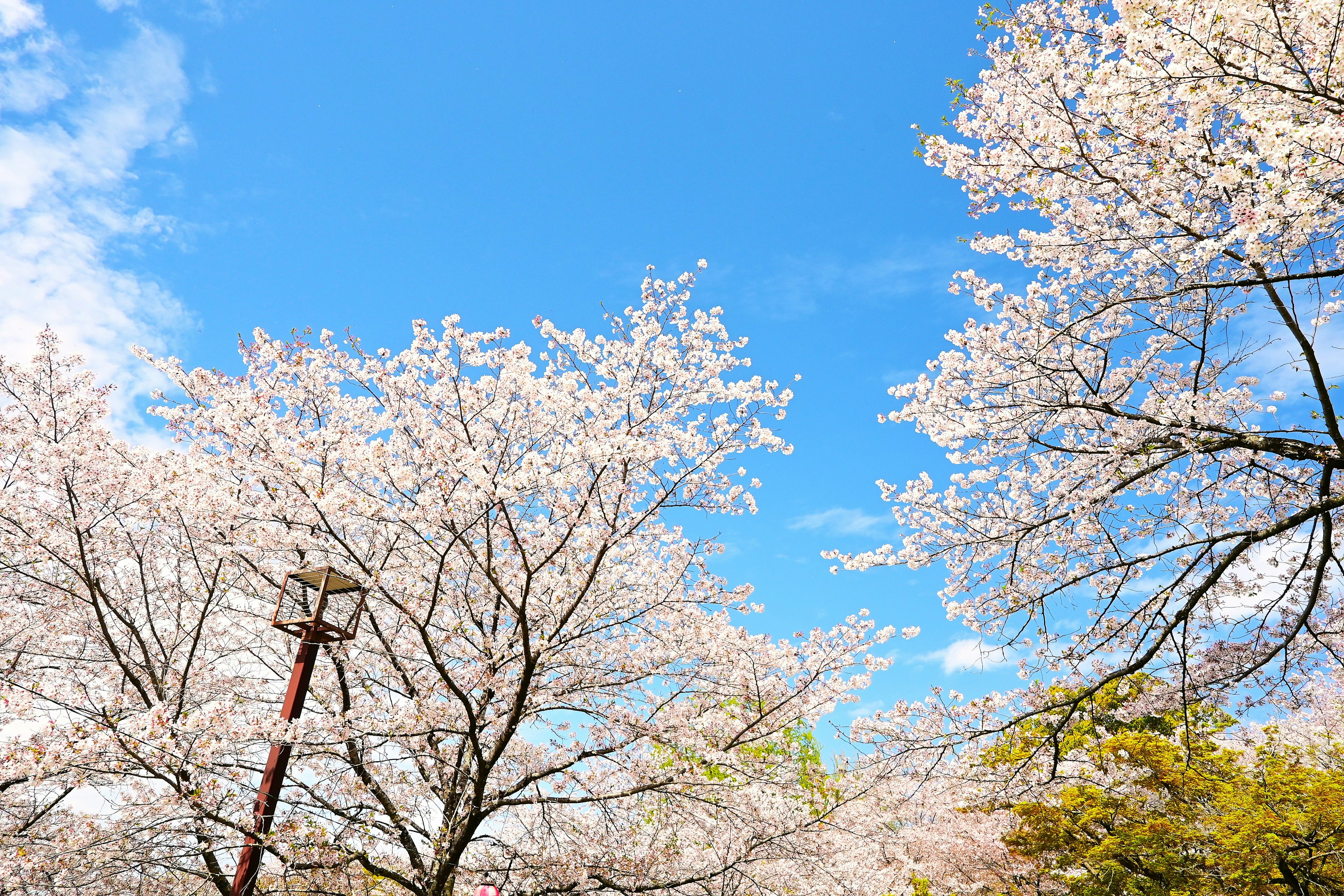 Alberi di ciliegio in fiore sotto un cielo blu