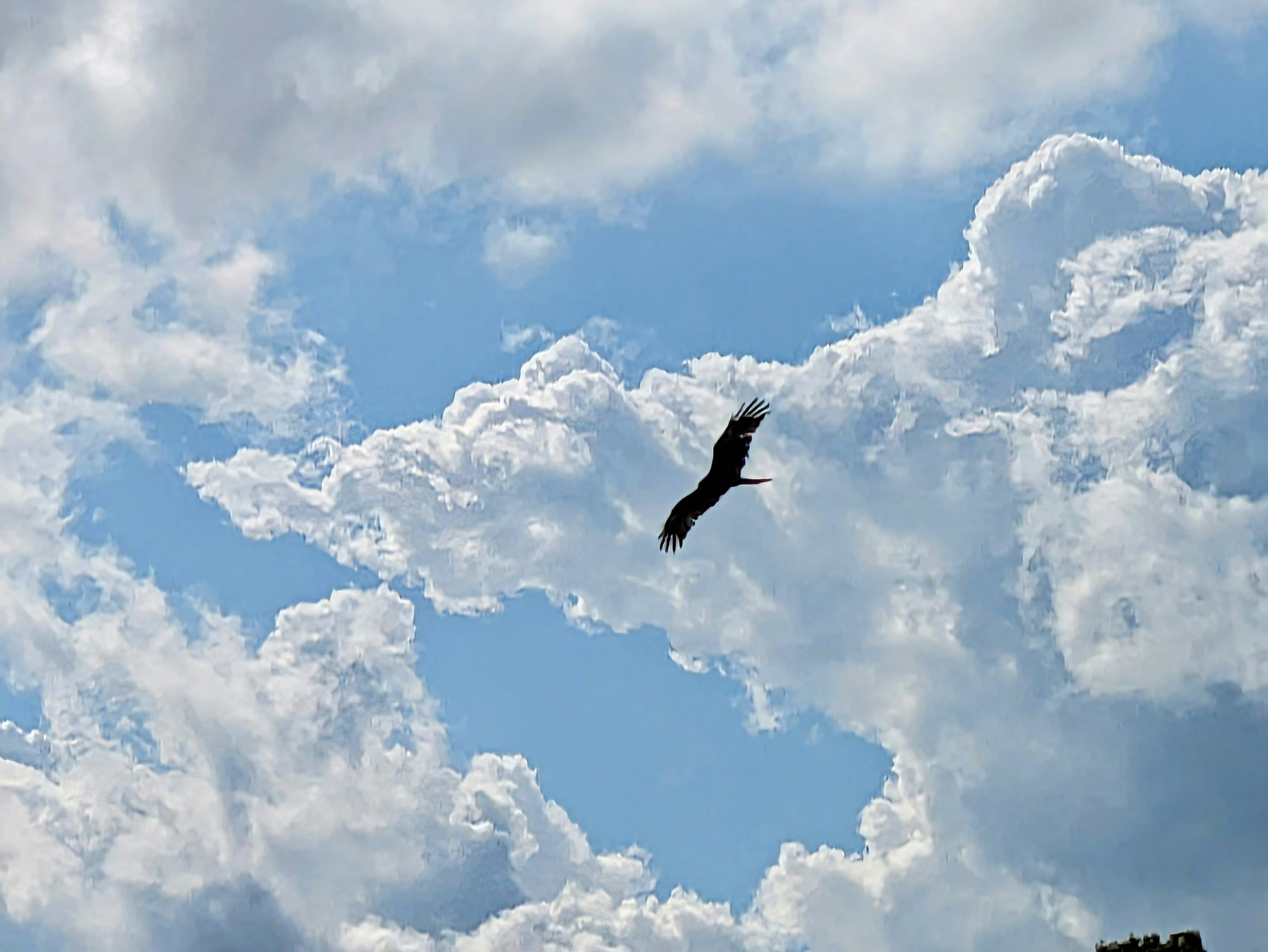 Falke, der durch einen blauen Himmel mit flauschigen weißen Wolken fliegt