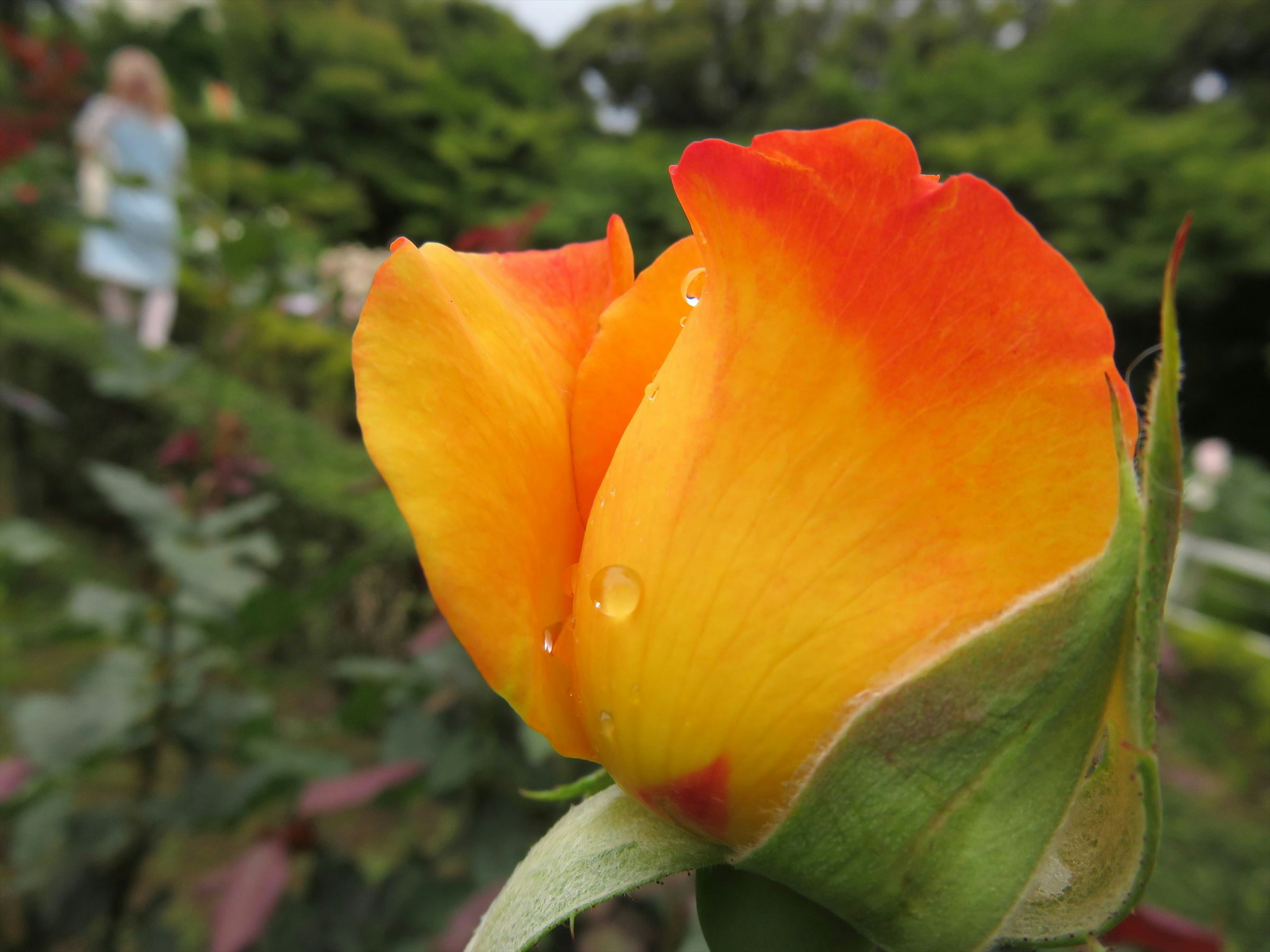 Bocciolo di rosa arancione e giallo vibrante con foglie verdi sullo sfondo