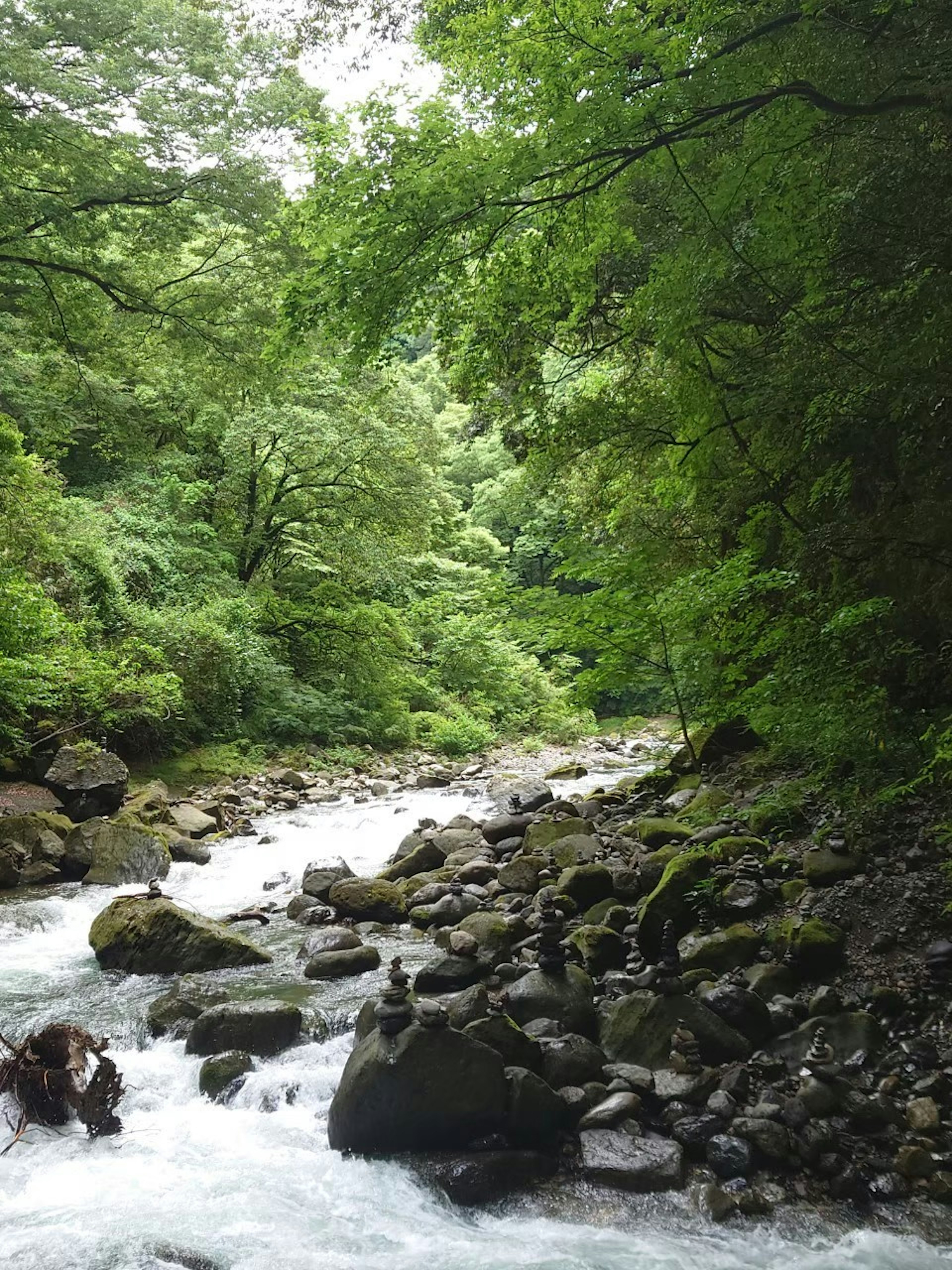 A river flowing through a lush green forest with scattered rocks