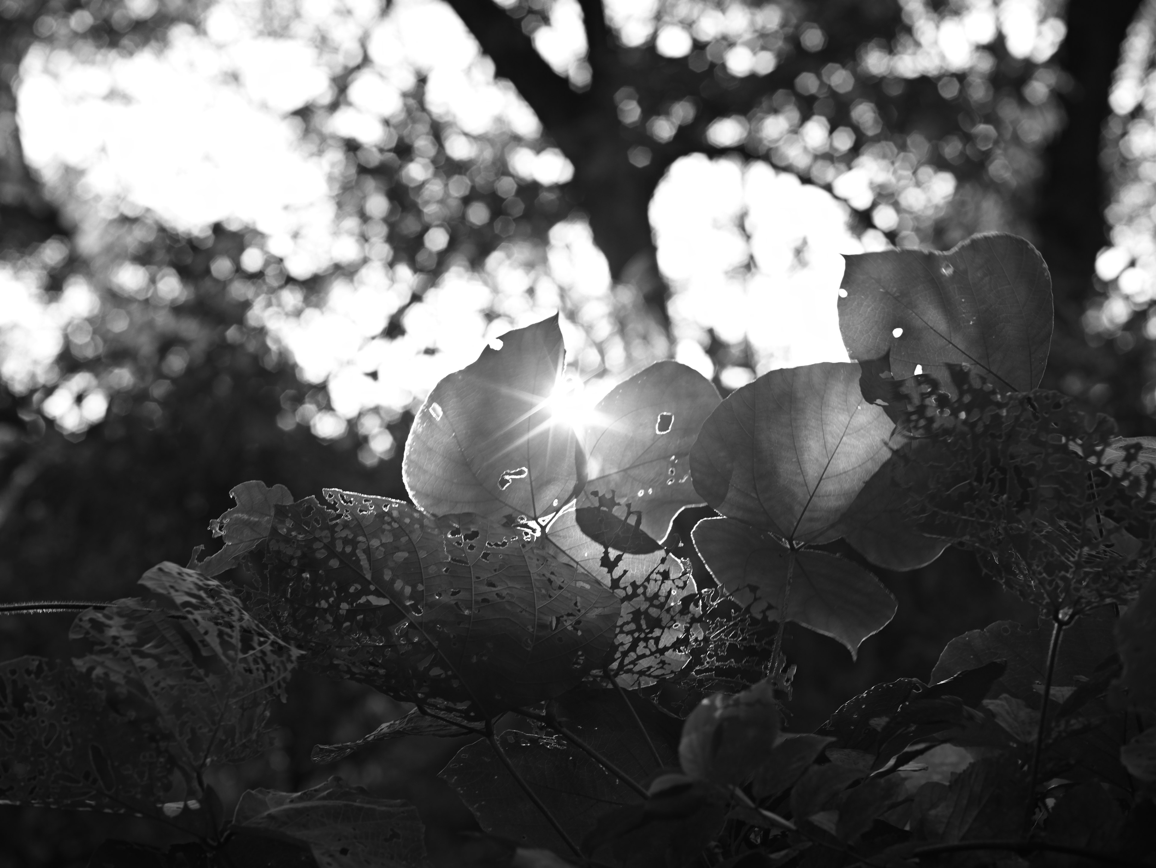 Imagen en blanco y negro de hojas con luz del sol brillando a través