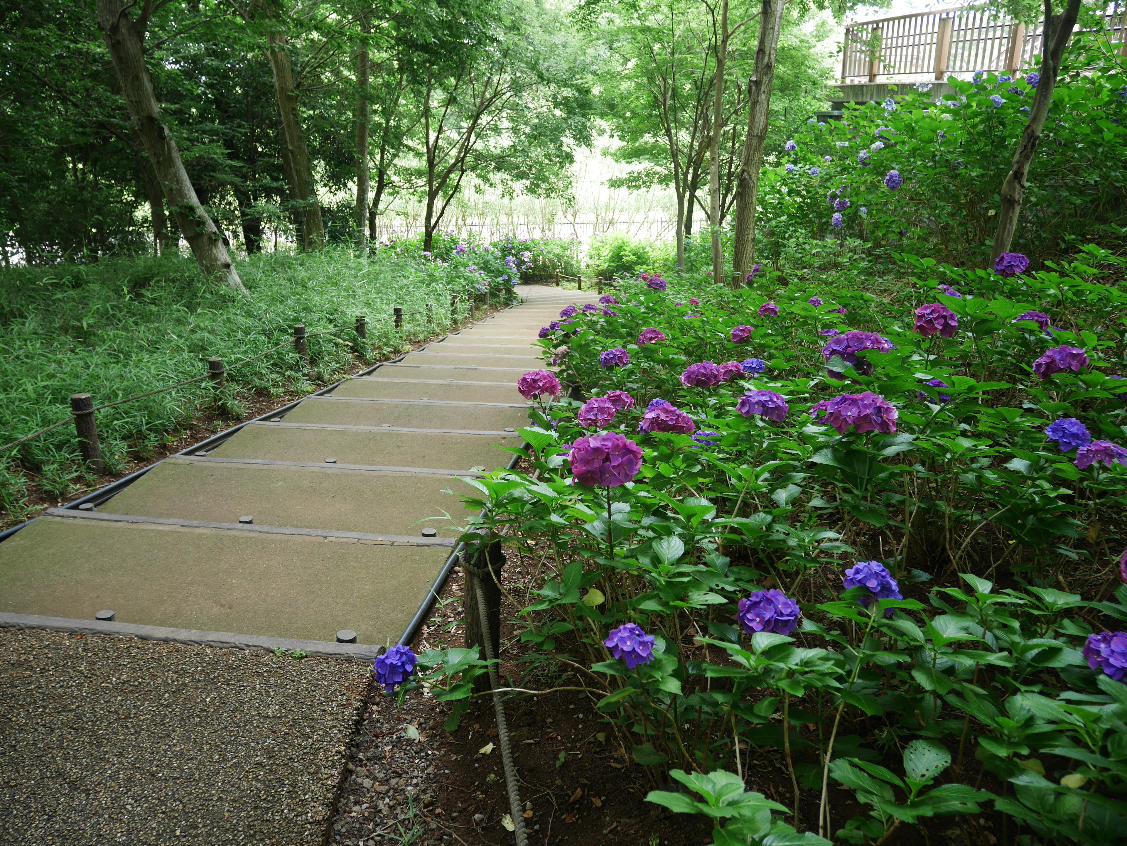 Sentiero attraverso un giardino lussureggiante con fiori viola in fiore