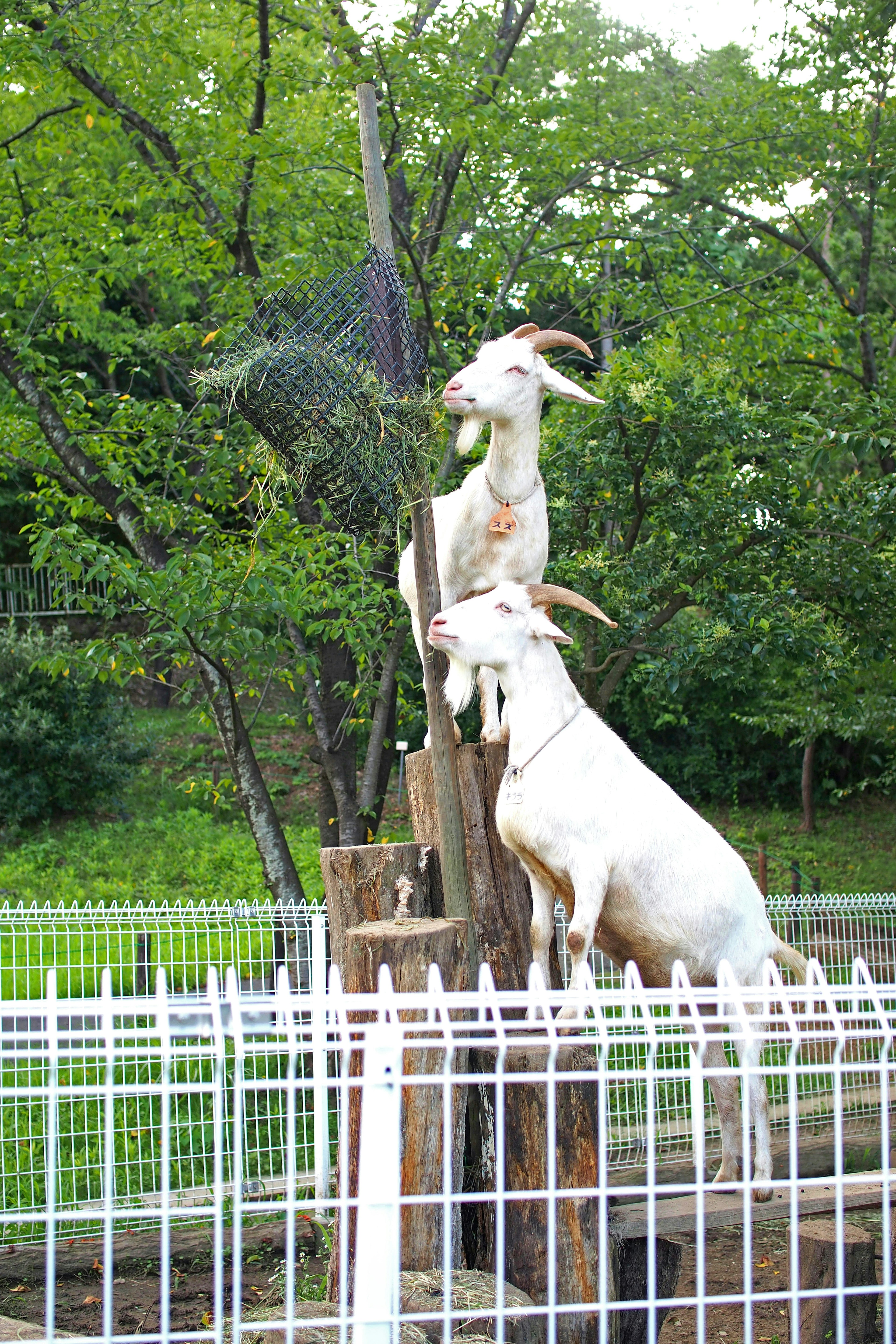 Two goats standing on a wooden stump with a green background