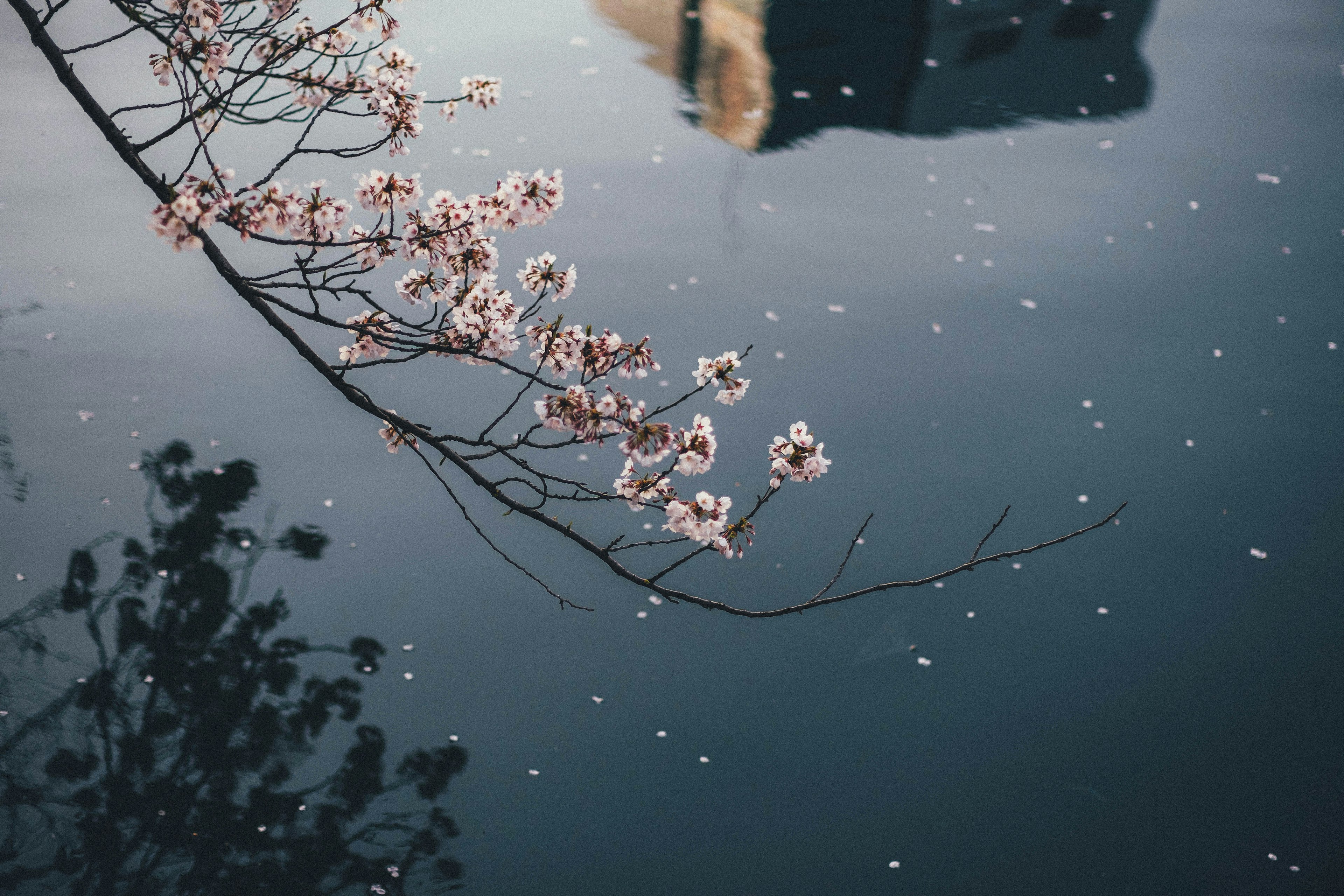 櫻花在靜水中的倒影