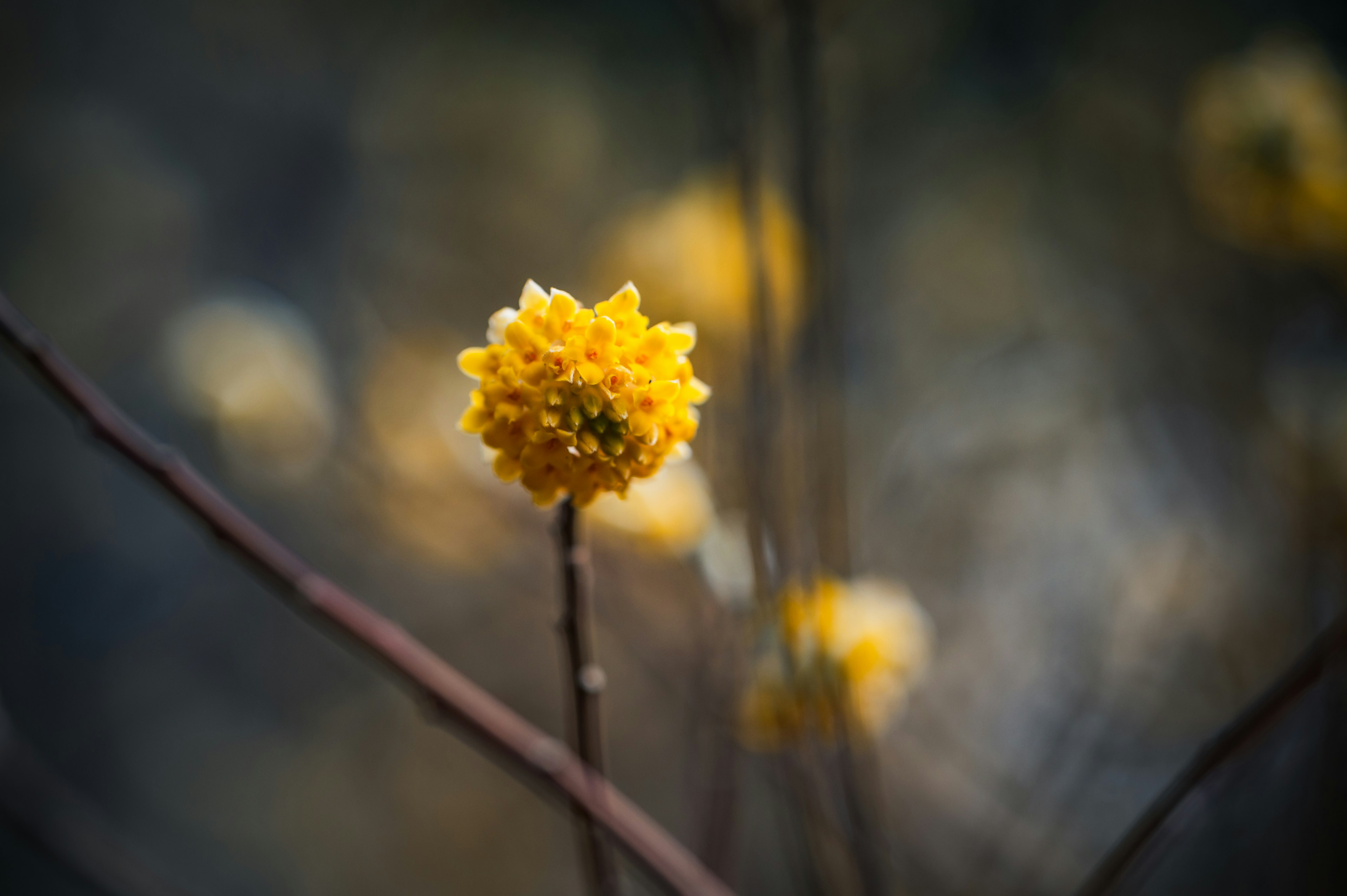 黄色い花が細い枝に咲いている背景がぼやけた画像