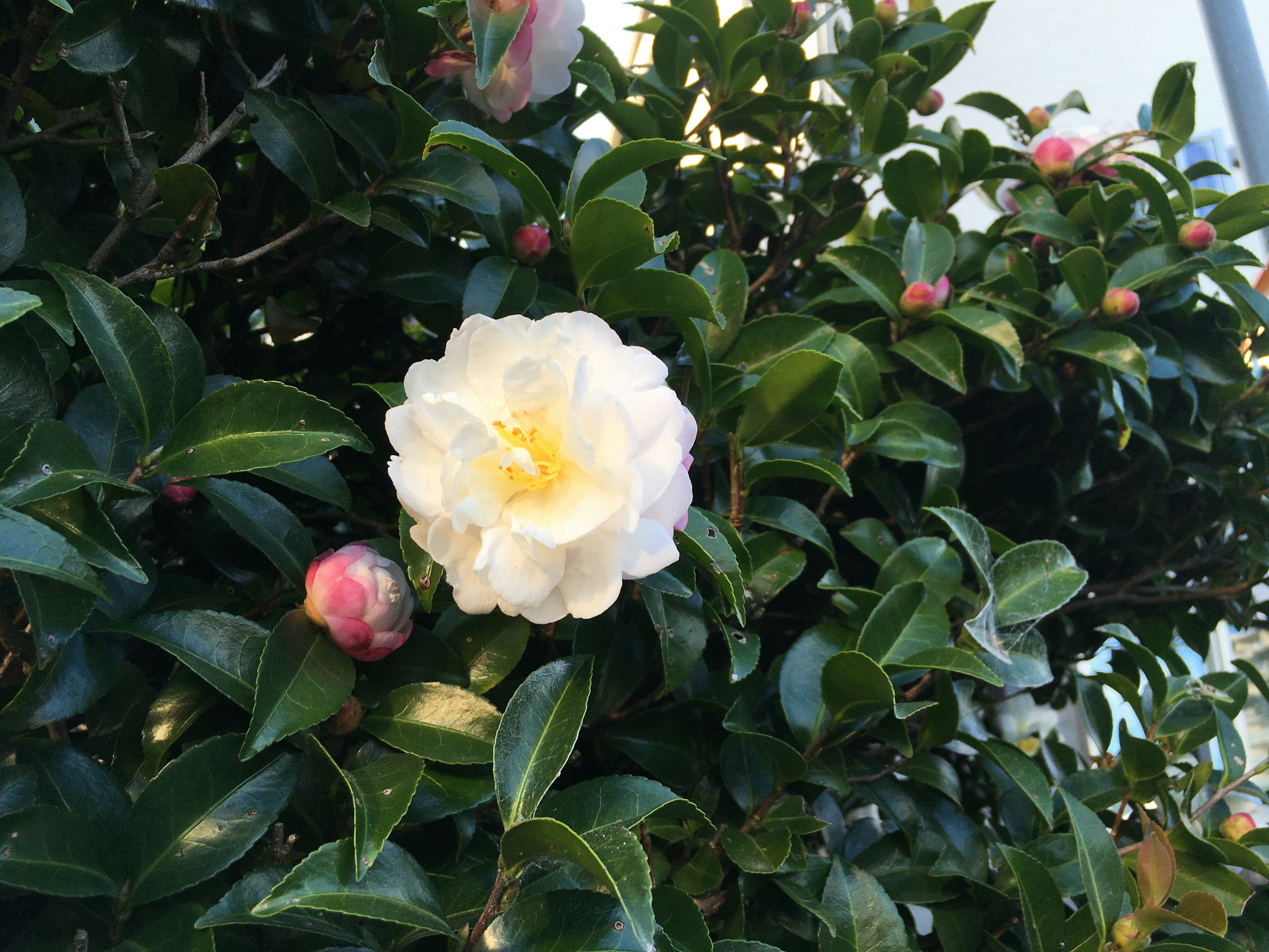 Flor blanca y brotes de una planta de camelia