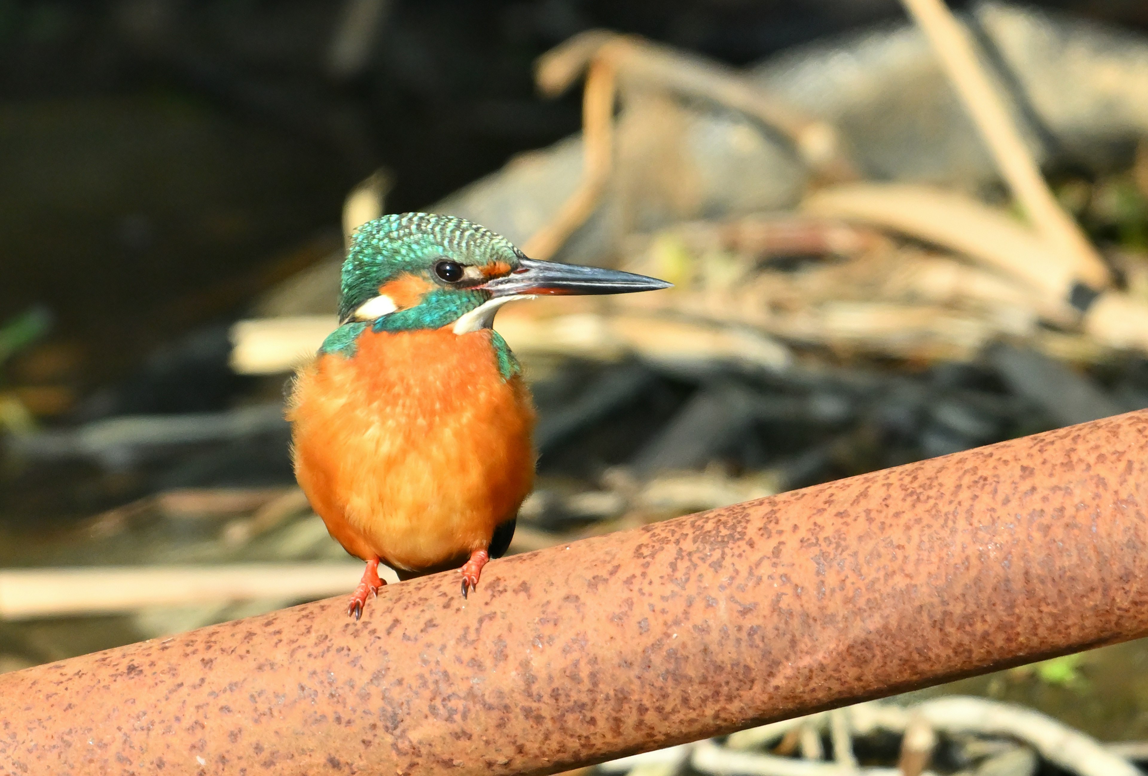 Seekor burung kingfisher dengan kepala biru dan dada oranye bertengger di pipa berkarat