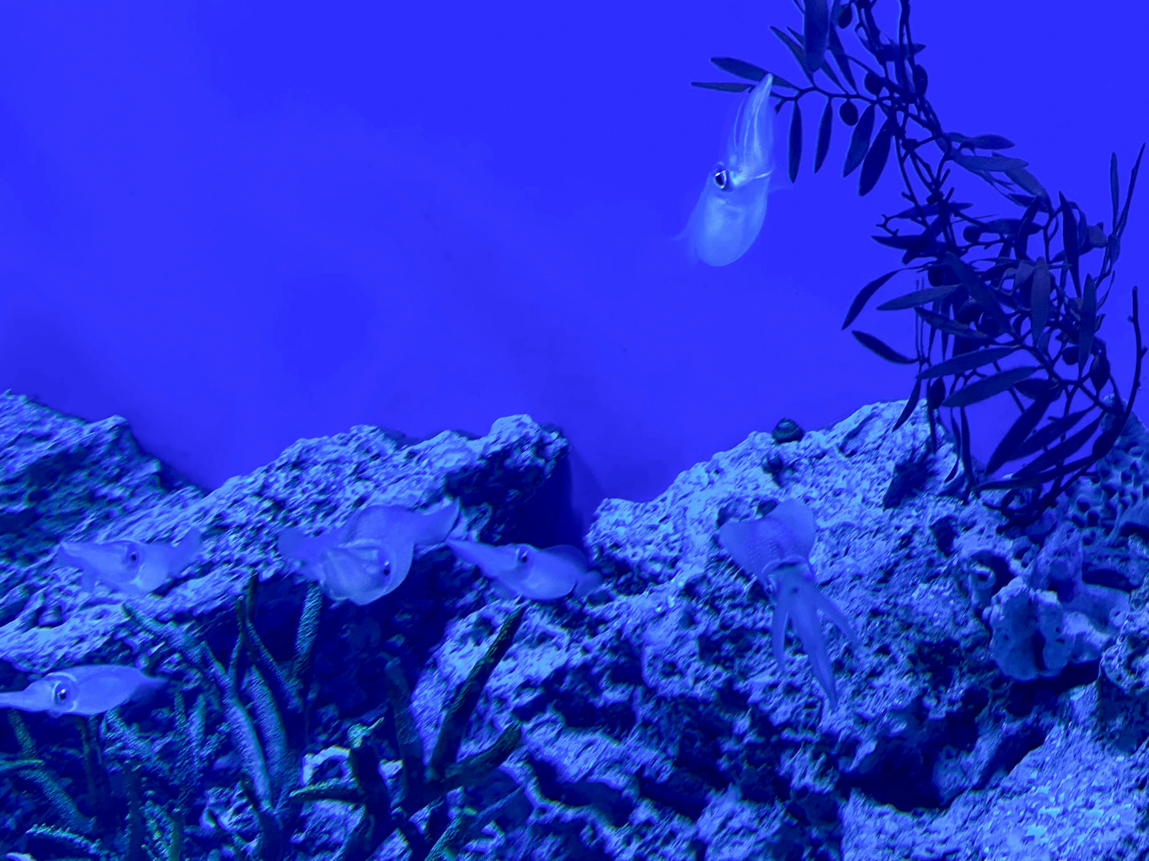 Underwater scene featuring rocks seaweed and fish in blue tones