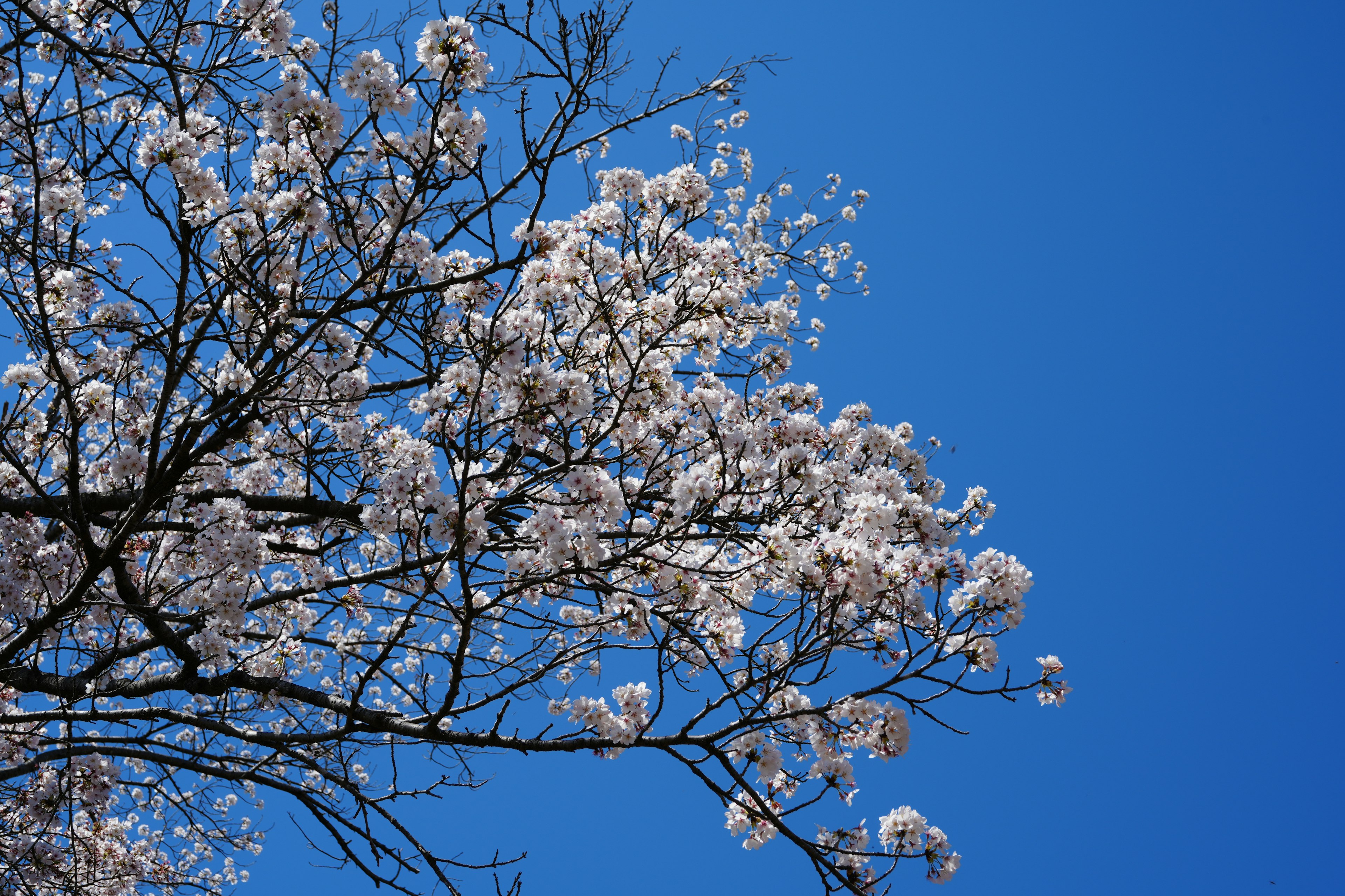 Nahaufnahme von Kirschblüten vor blauem Himmel