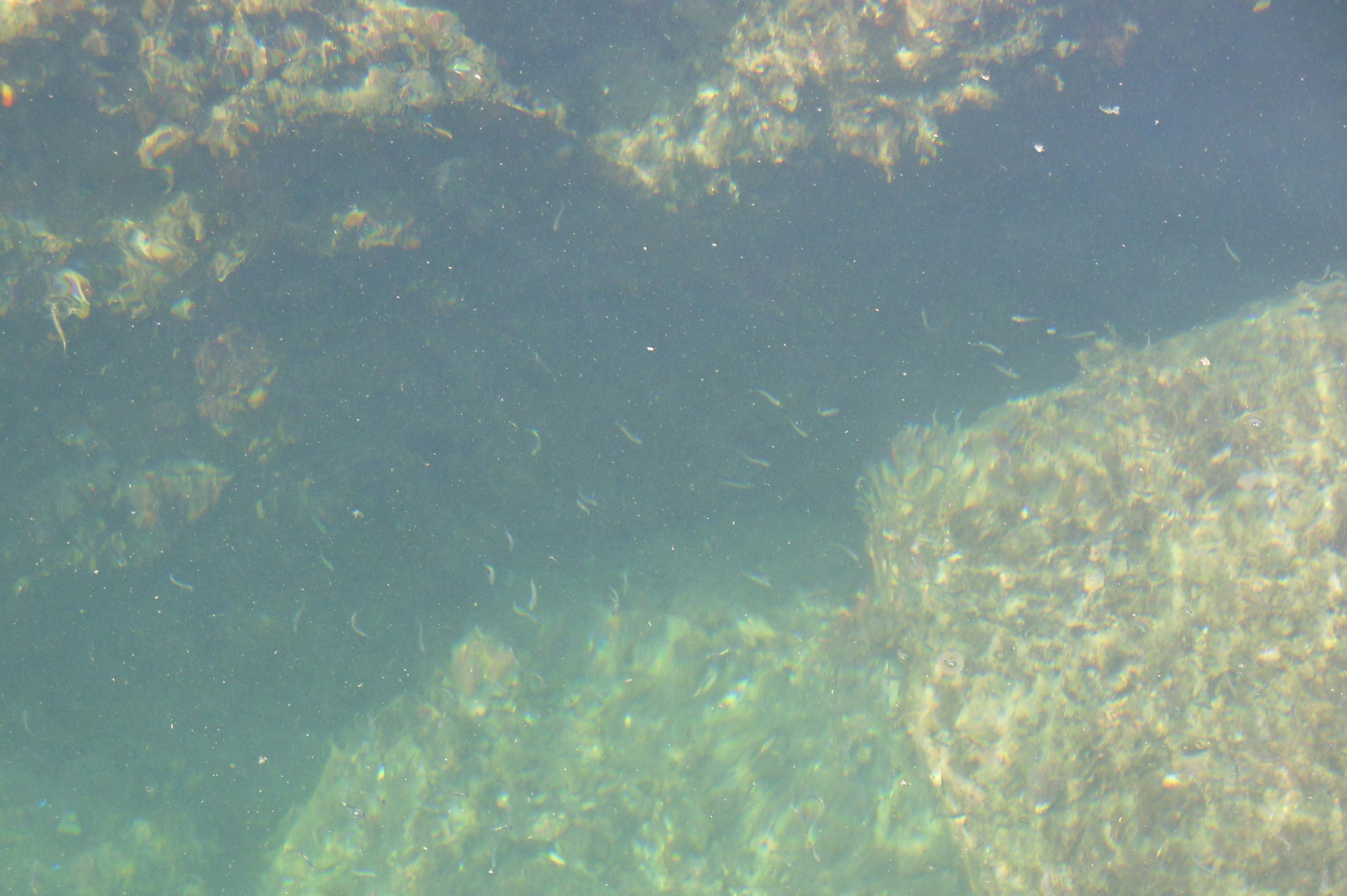 水中の岩と海藻が見える透明な海の画像