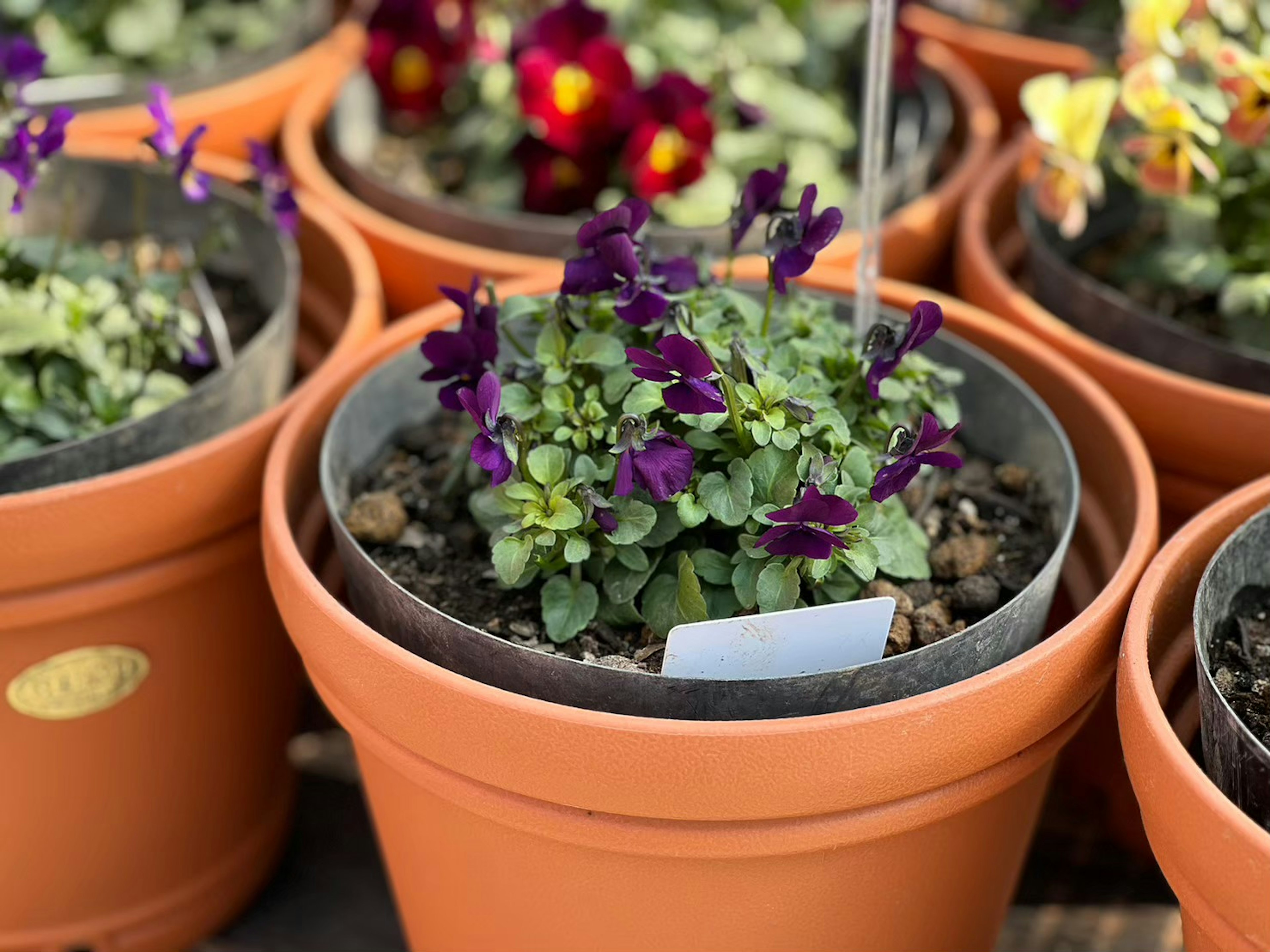 Potted plant with purple flowers among several pots