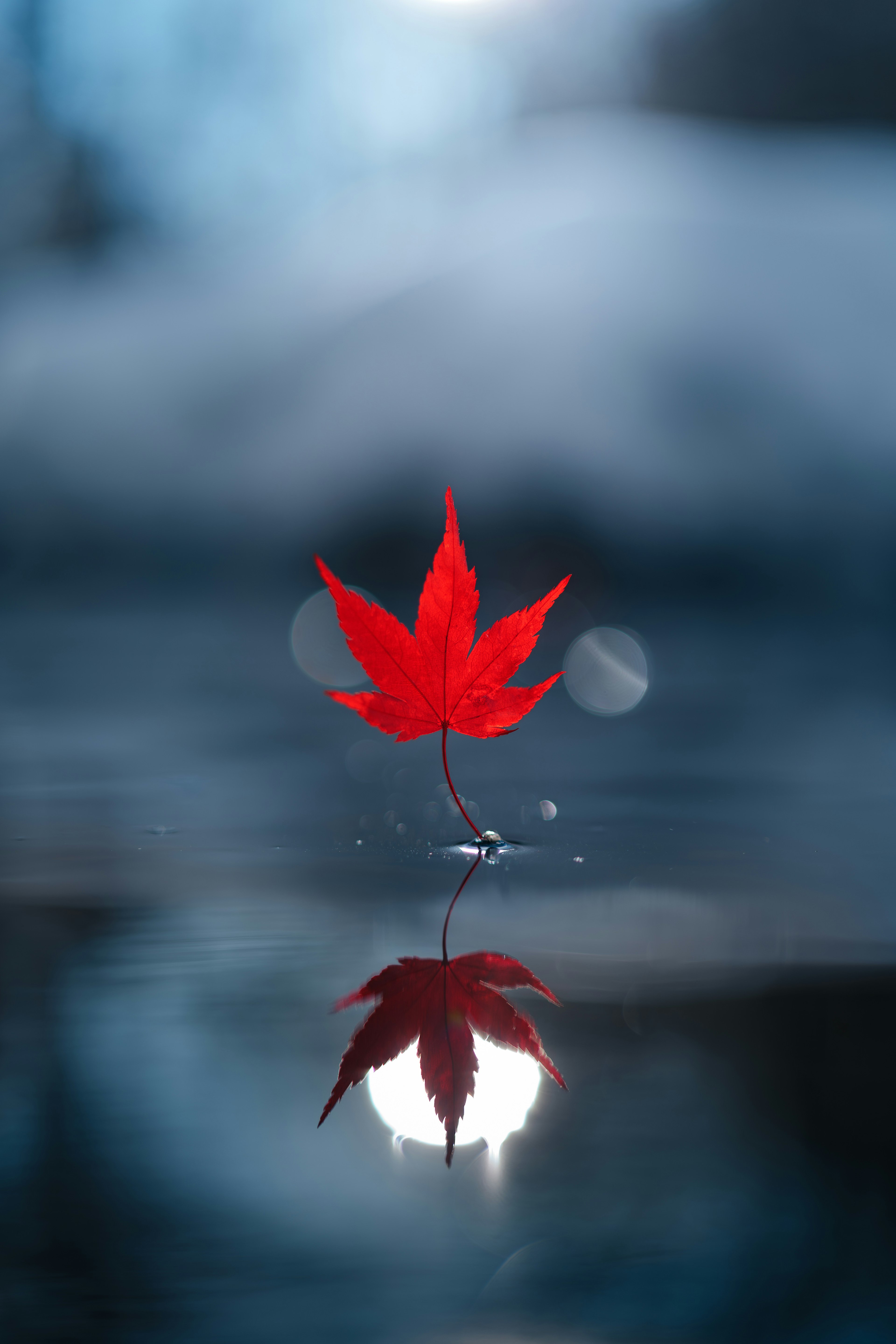 Una hoja de arce roja vibrante flotando en el agua con su reflejo