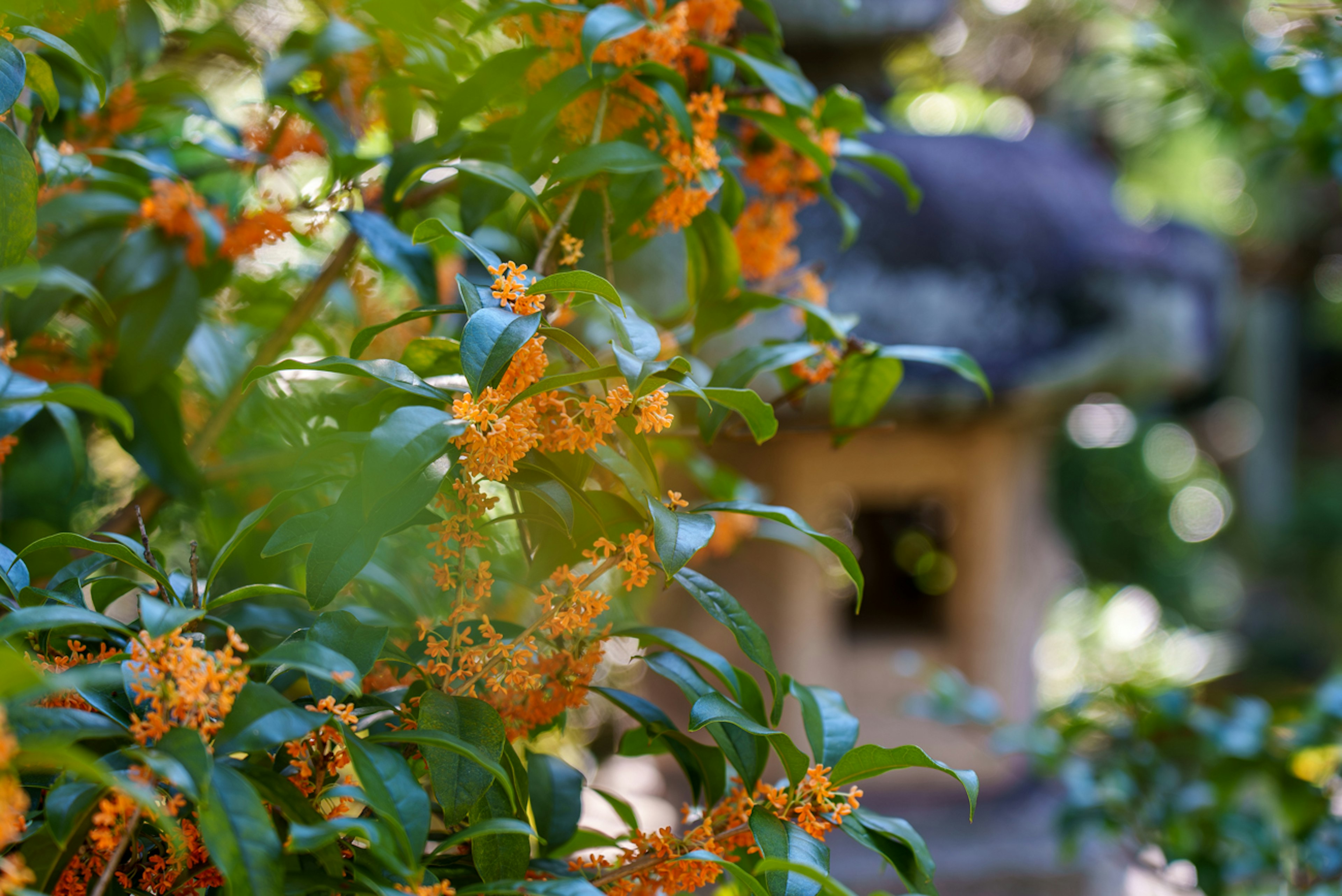 Una escena de jardín con flores naranjas rodeadas de hojas verdes y una linterna de piedra al fondo