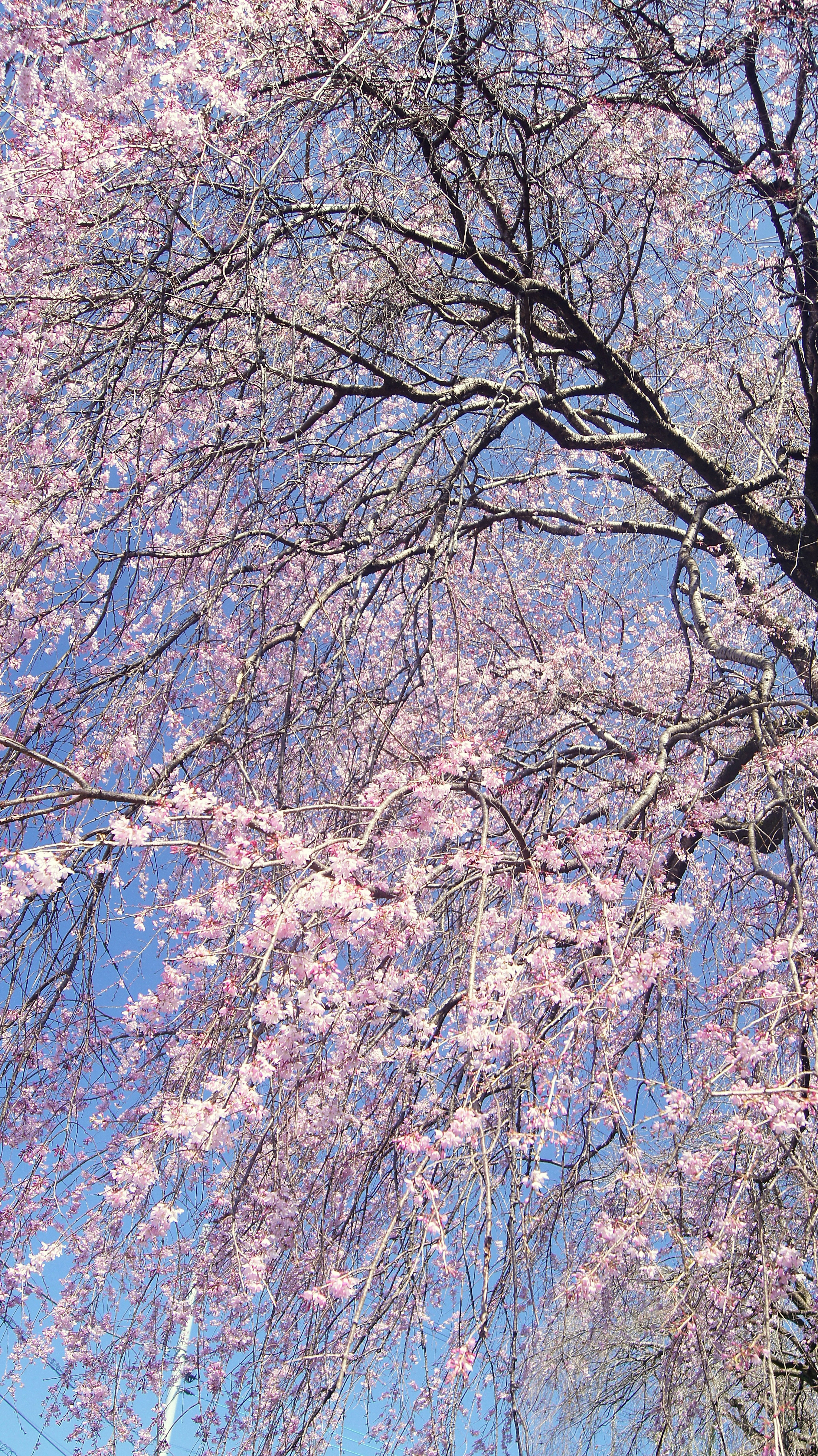 Cherry blossom branches with pink flowers against a blue sky